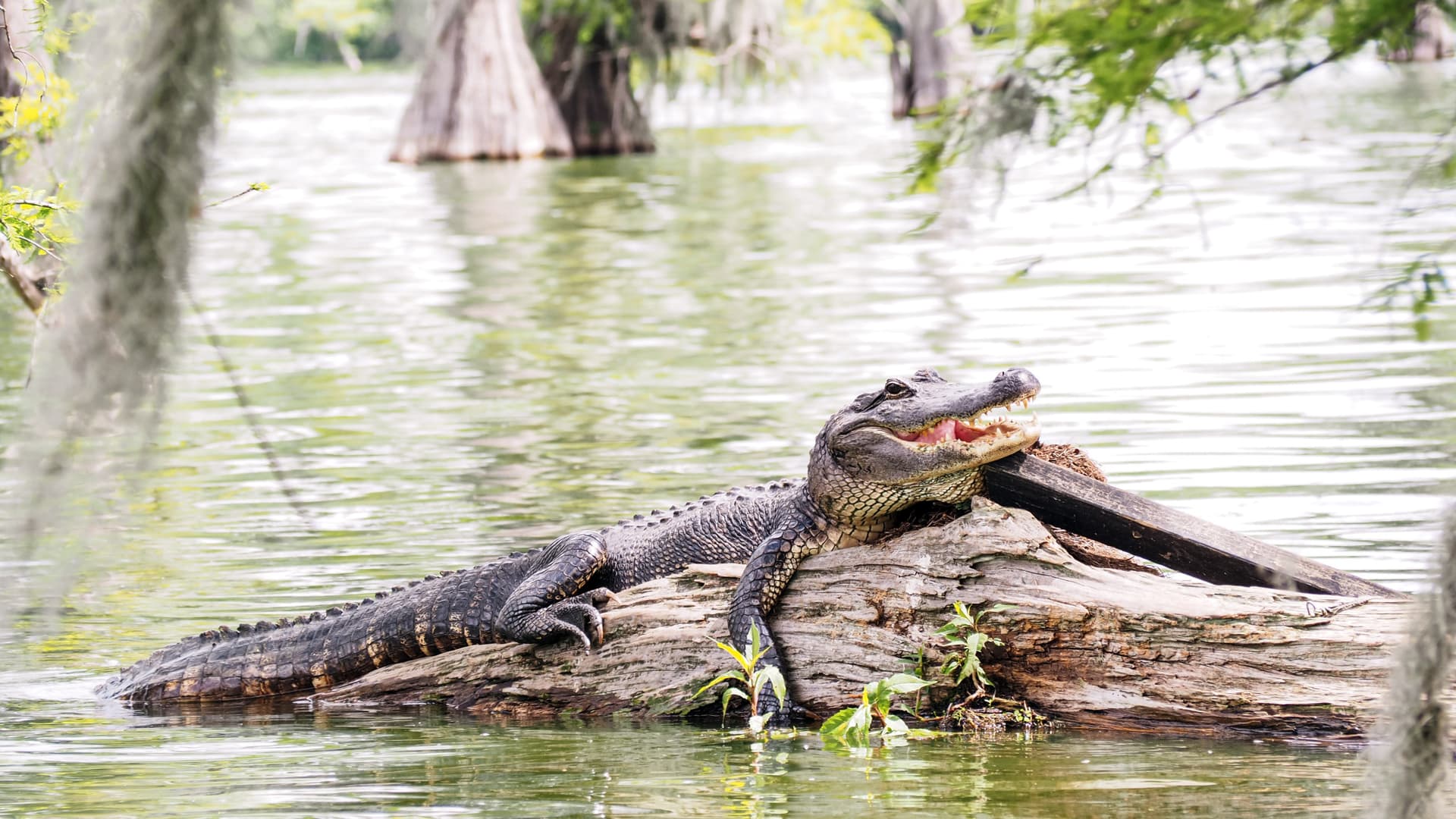 Go City New Orleans All-Inclusive Pass: Save up to 50% on Attractions - image 15