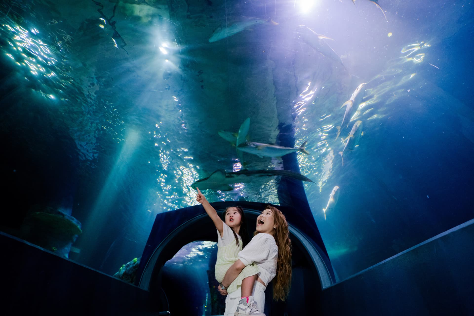 COMBO: Melbourne Skydeck + SEA LIFE Melbourne Aquarium Tickets - image 6