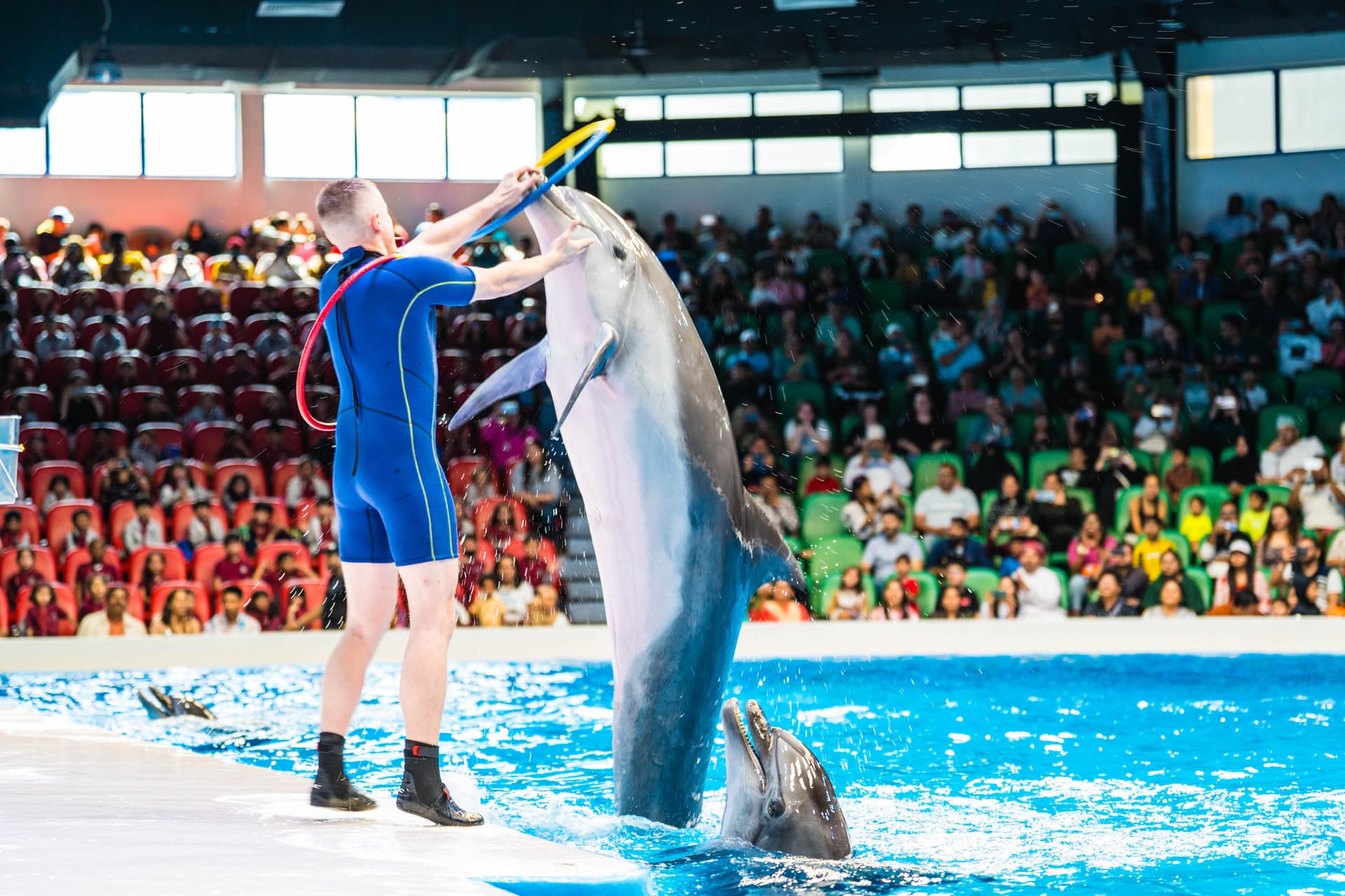 Entrada para Dubai Dolphinarium - imagen 5