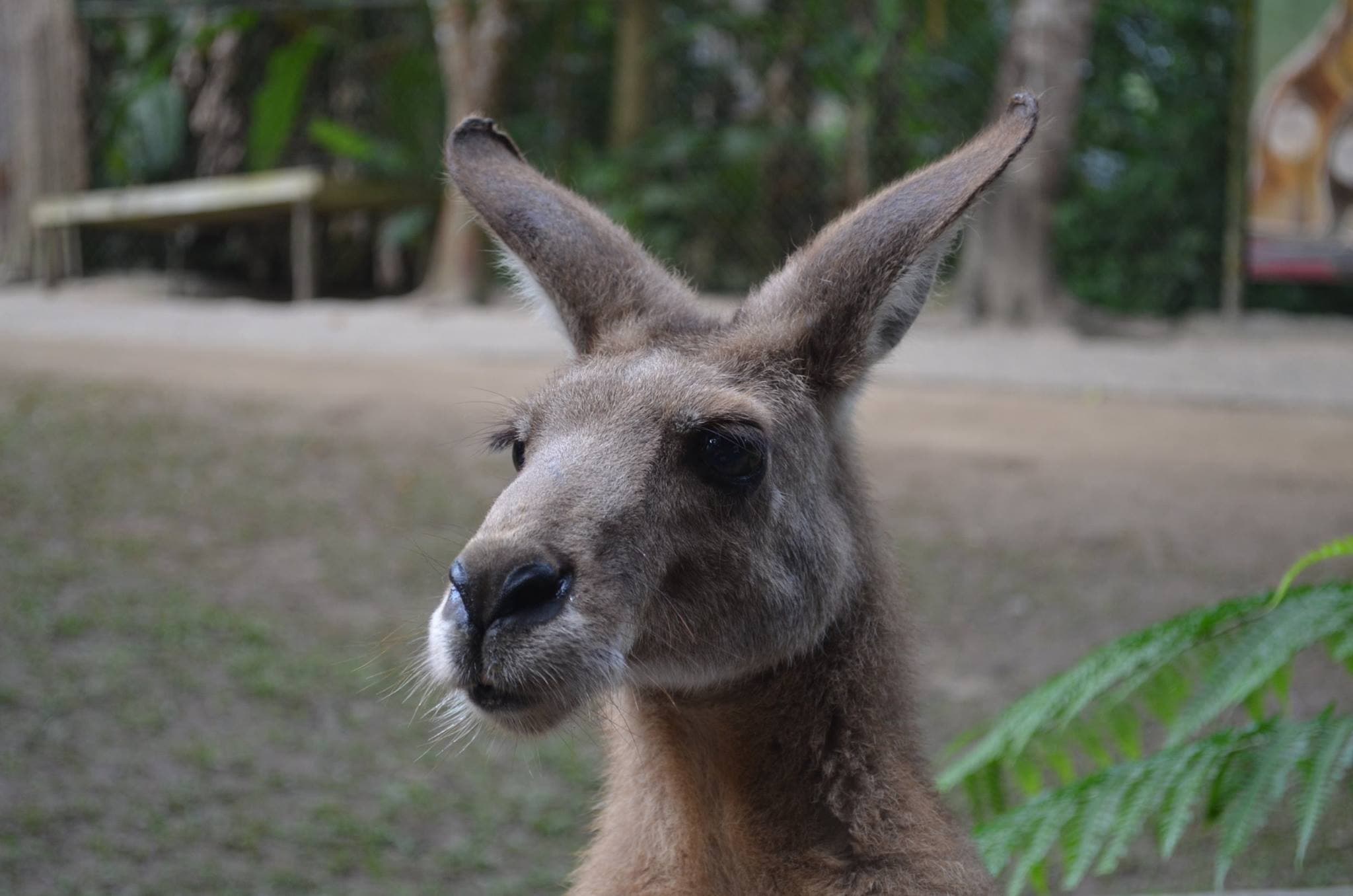 Kuranda Koala Gardens - image 2