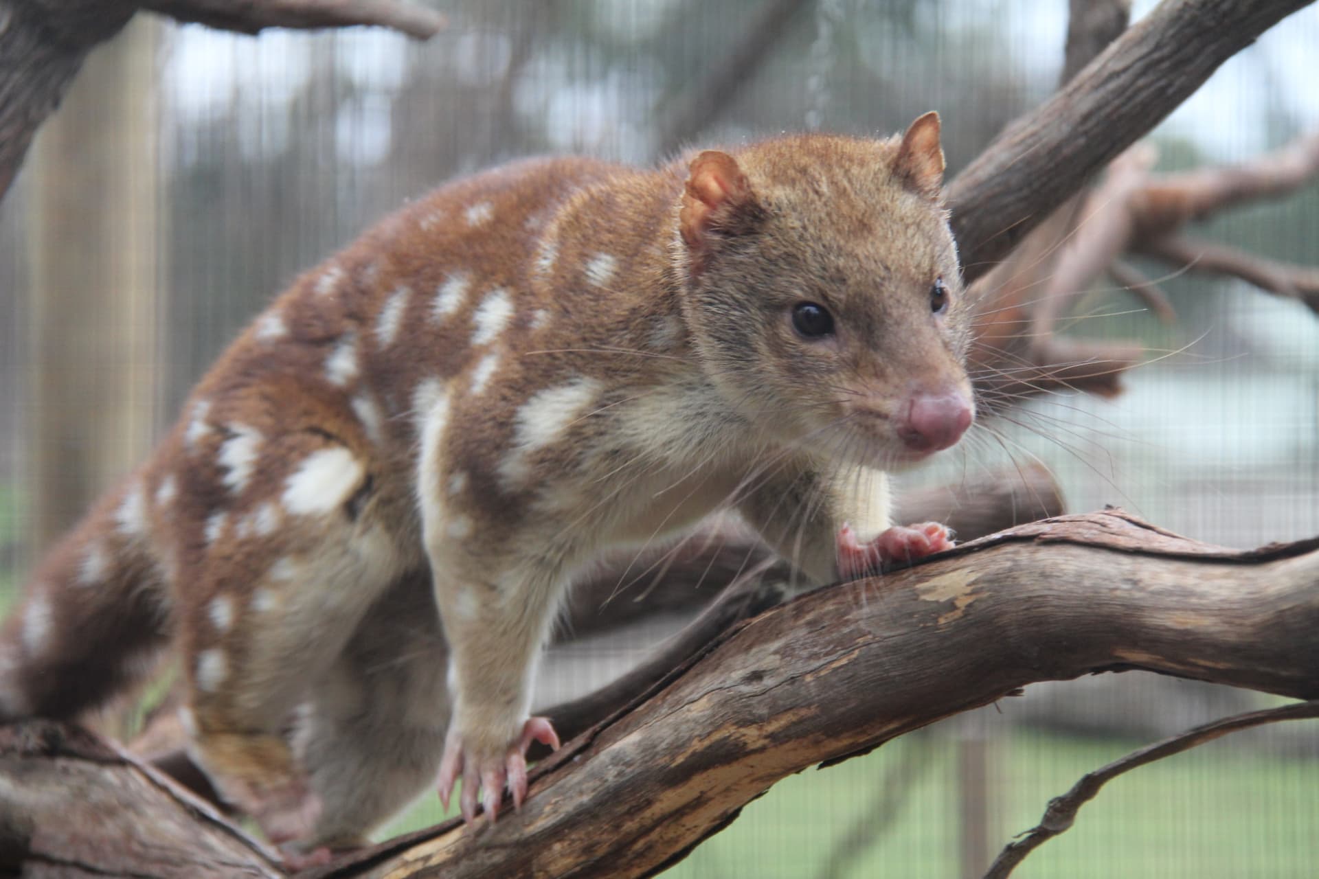 Moonlit Sanctuary Wildlife Conservation Park Ticket - image 13