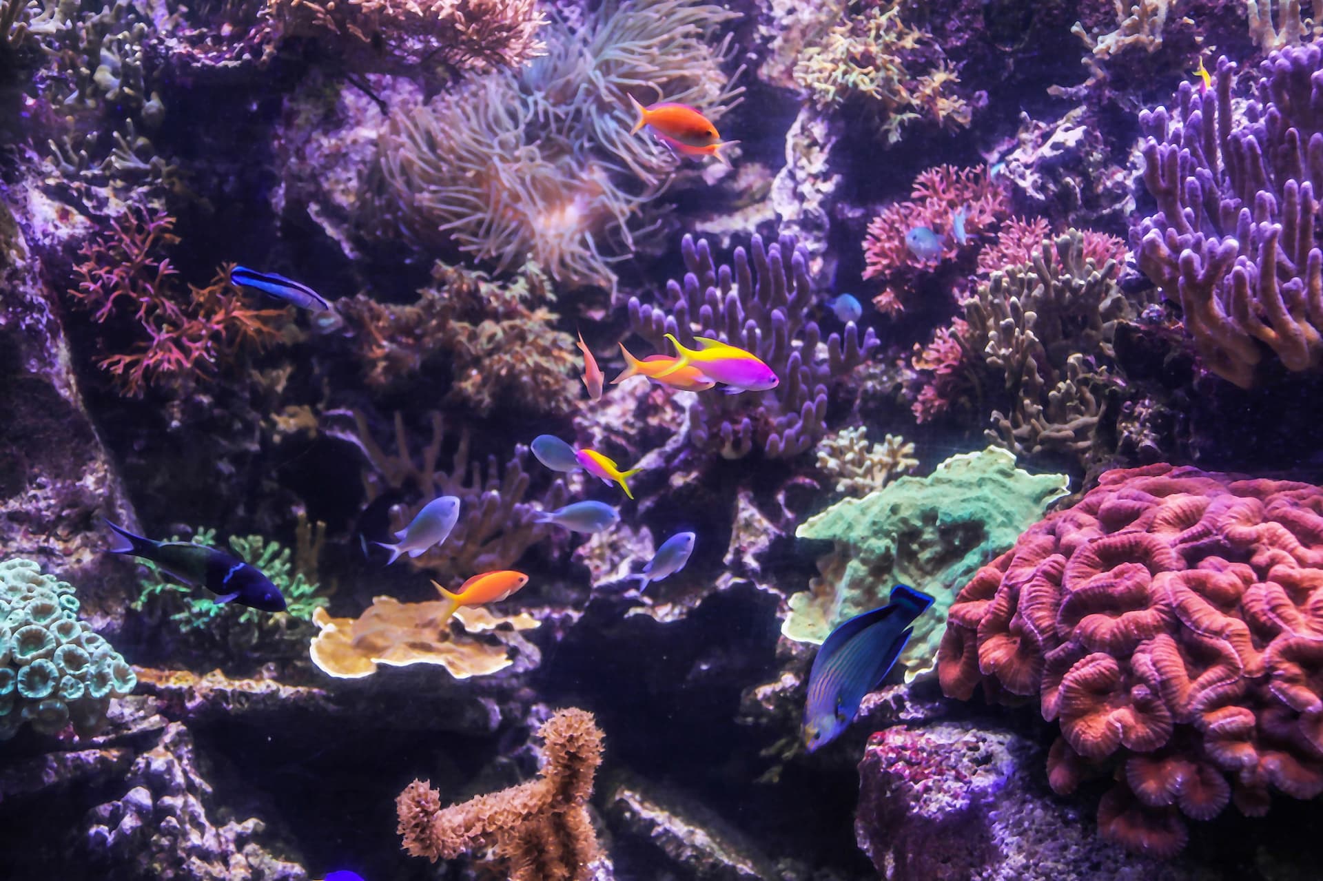 SEA LIFE Hannover Aquarium Ticket - image 7