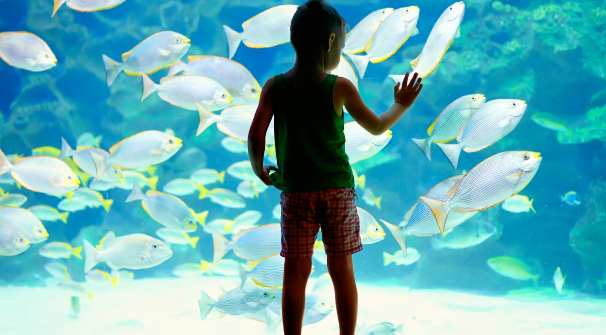 Lanzarote Aquarium Ticket - image 4