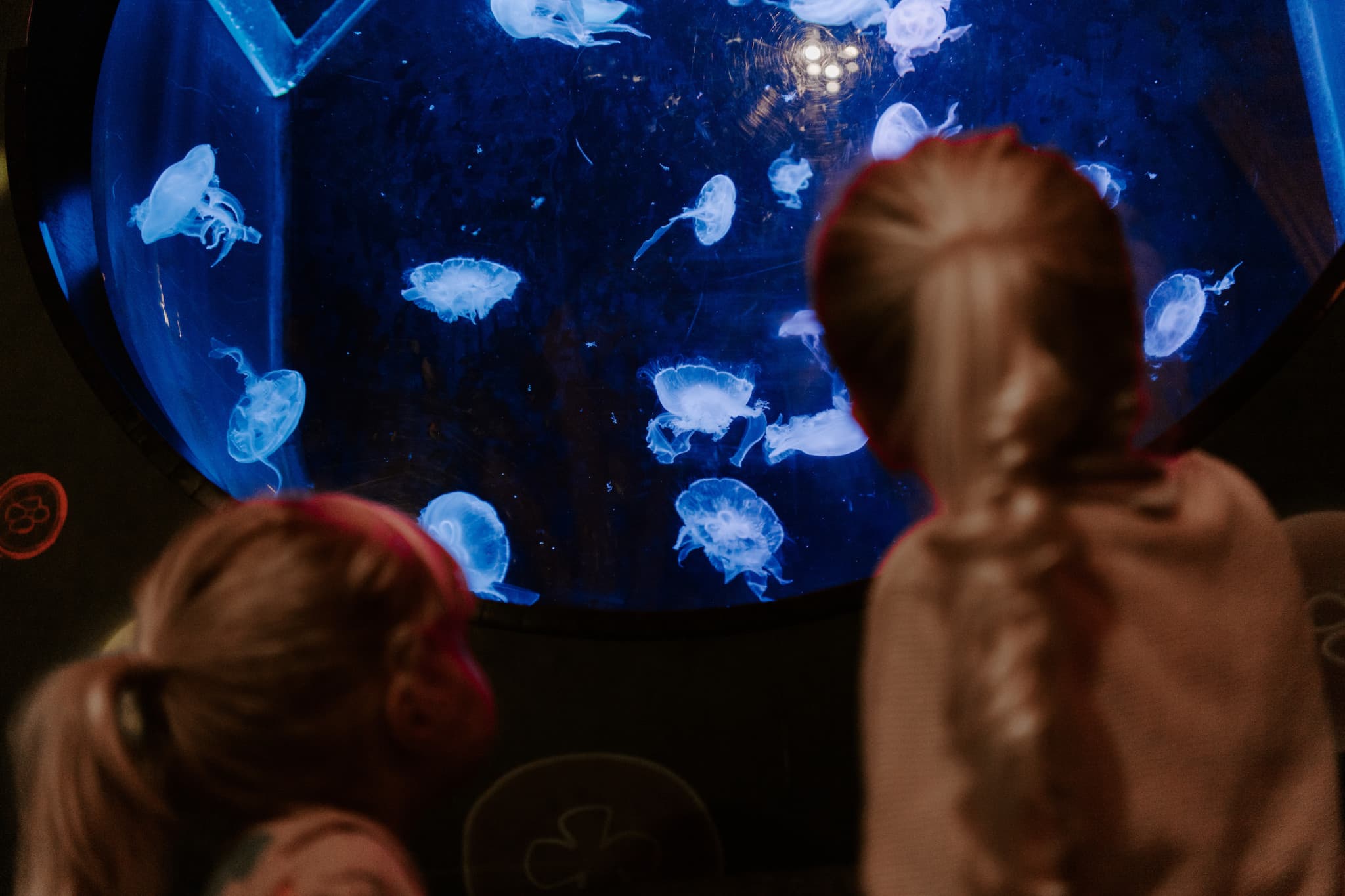 SEA LIFE Brighton Ticket - image 2