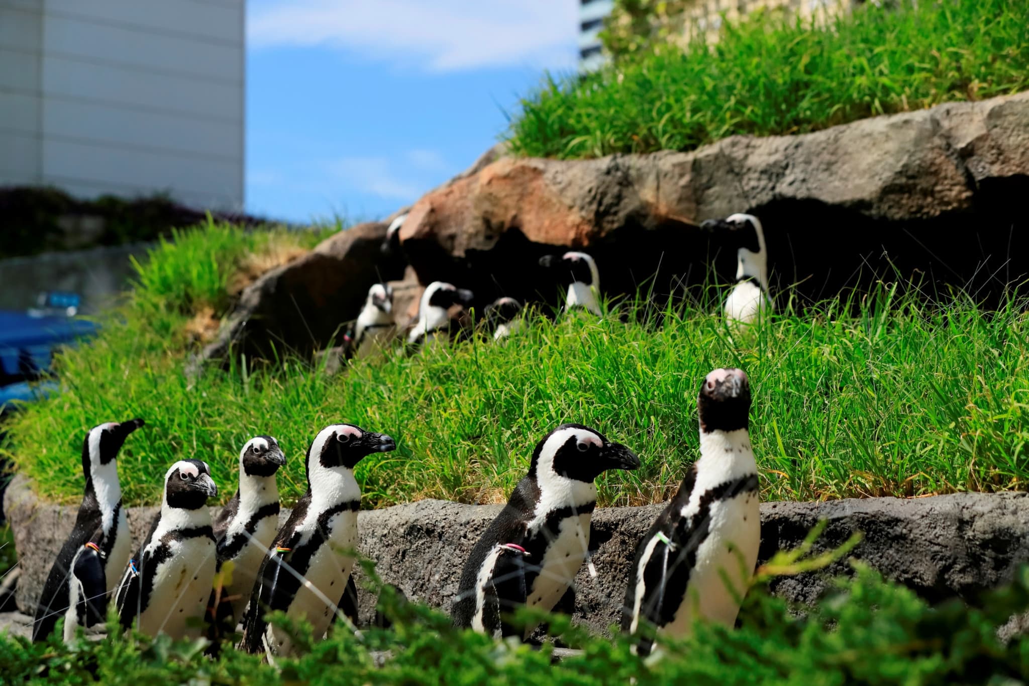 Tokyo Sunshine Aquarium - image 2