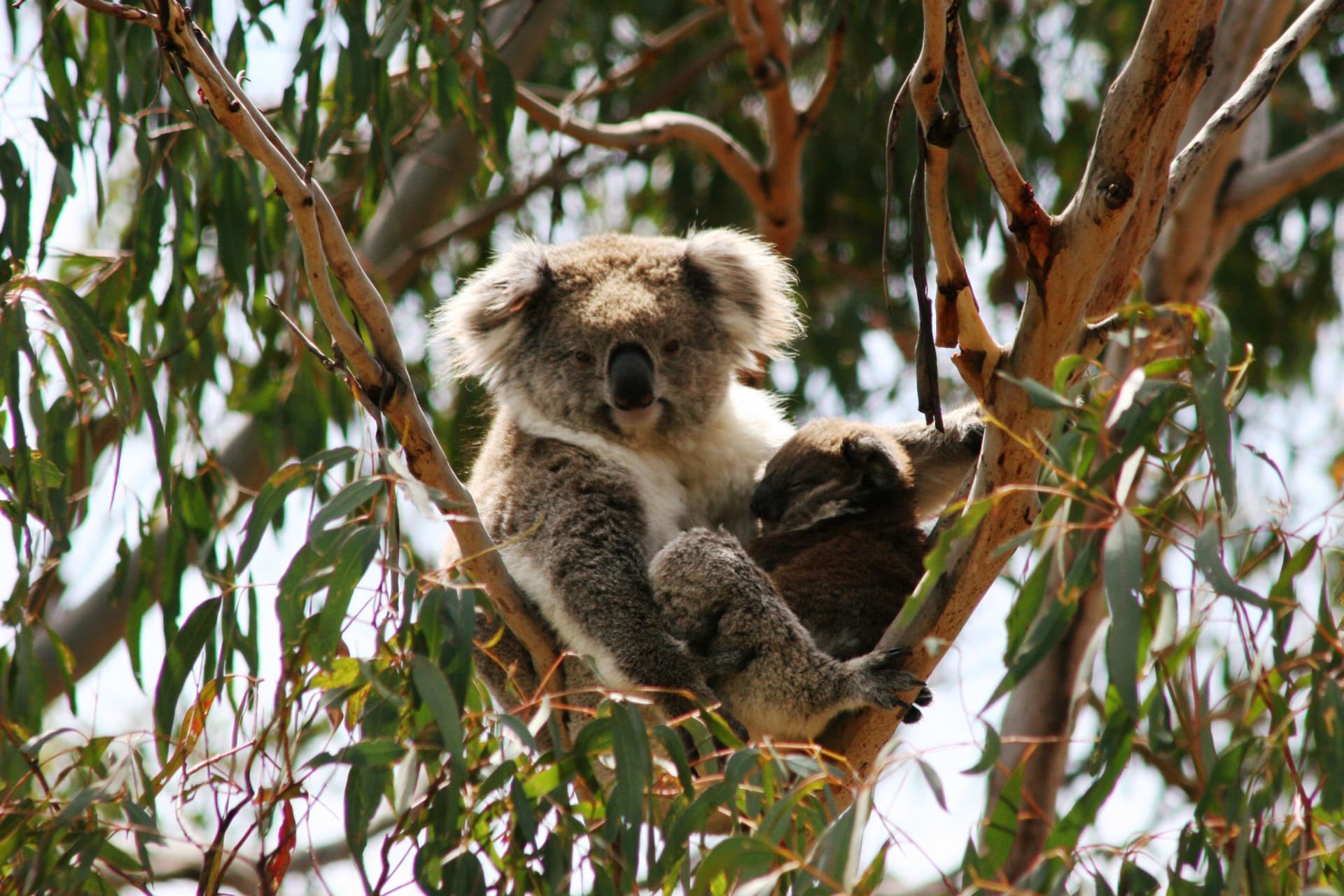 Phillip Island Nature Parks - Koala Conservation Reserve Ticket - main image