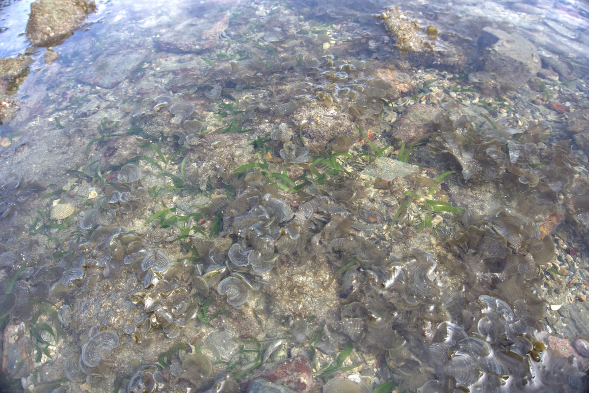 Desaru Beach and Tide Pool Walk - image 31
