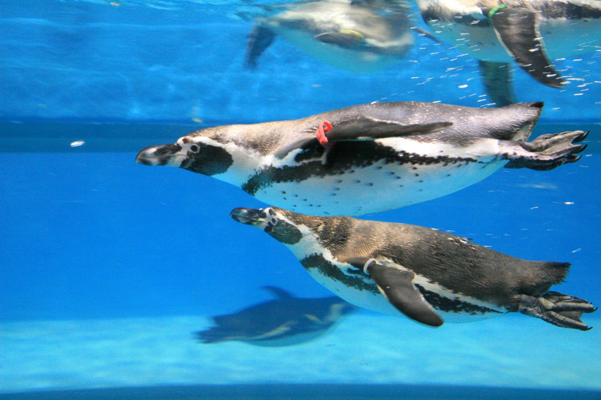 SEA LIFE COEX, Seoul Aquarium Ticket - 이미지 15