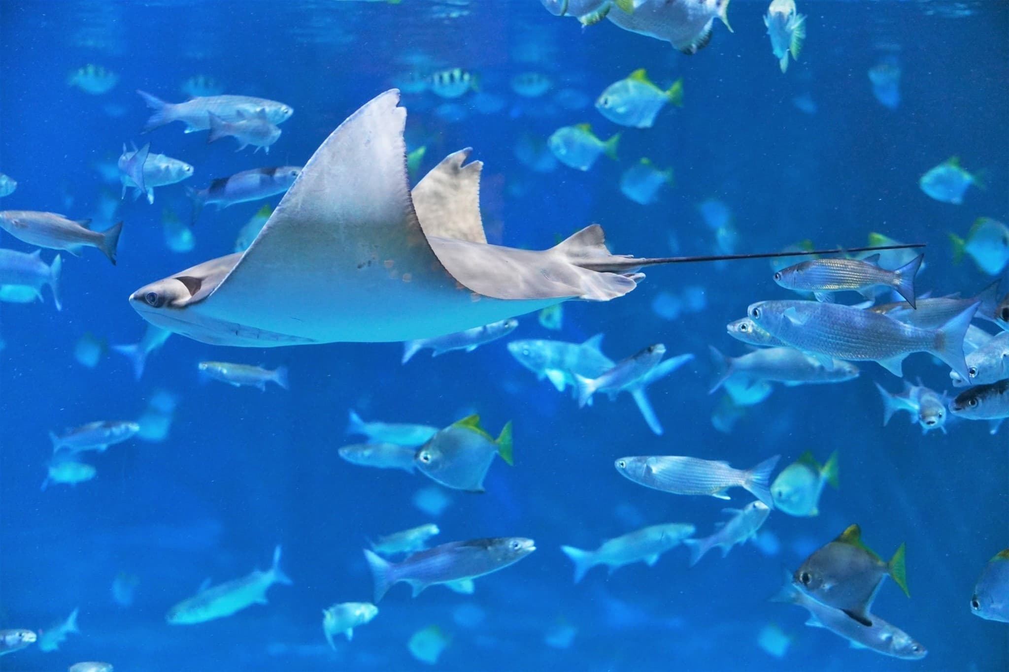 Aquaria Phuket - image 16