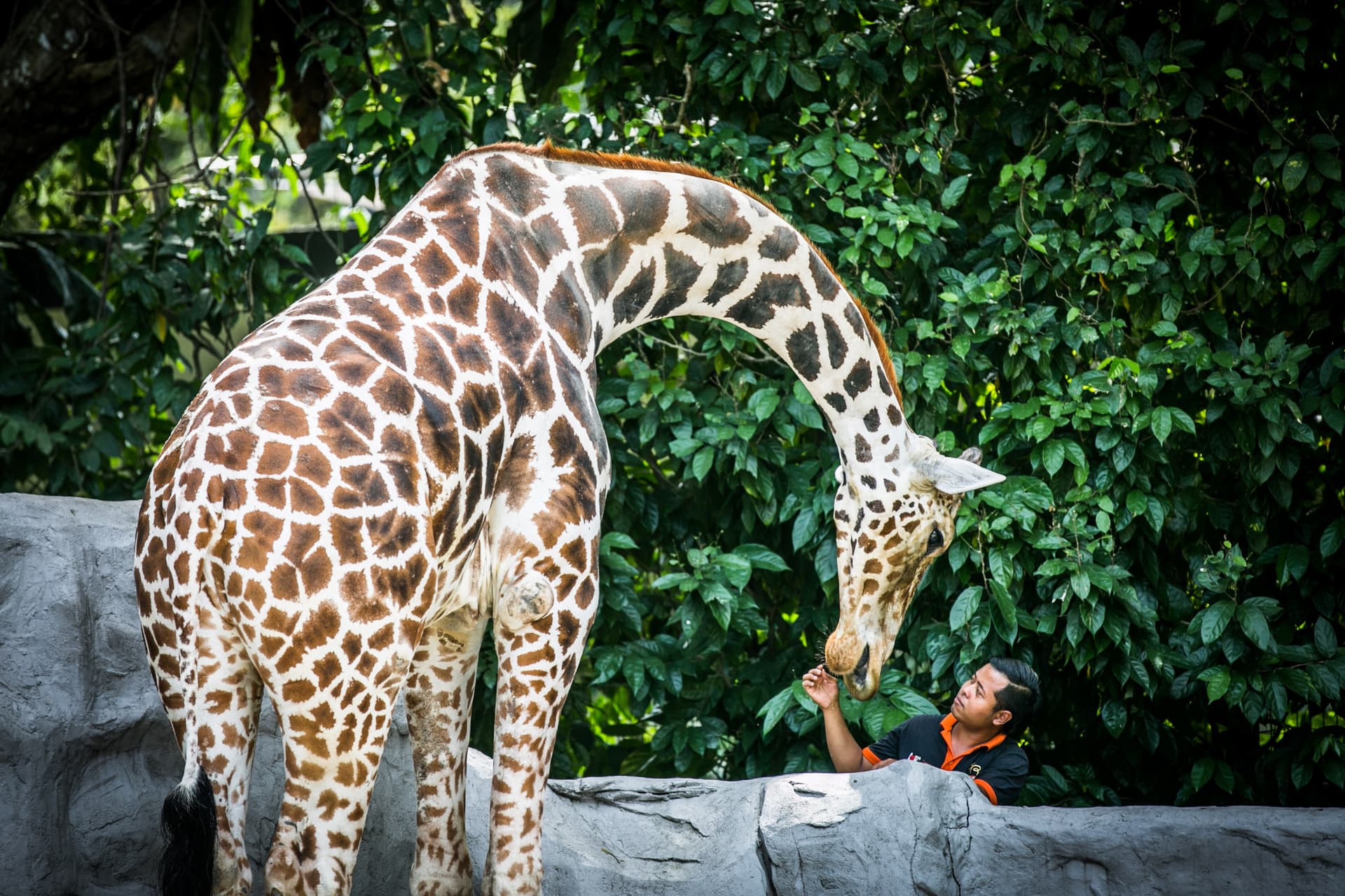 Zoo Negara Malaysia & Panda Conservation Centre Ticket - main image