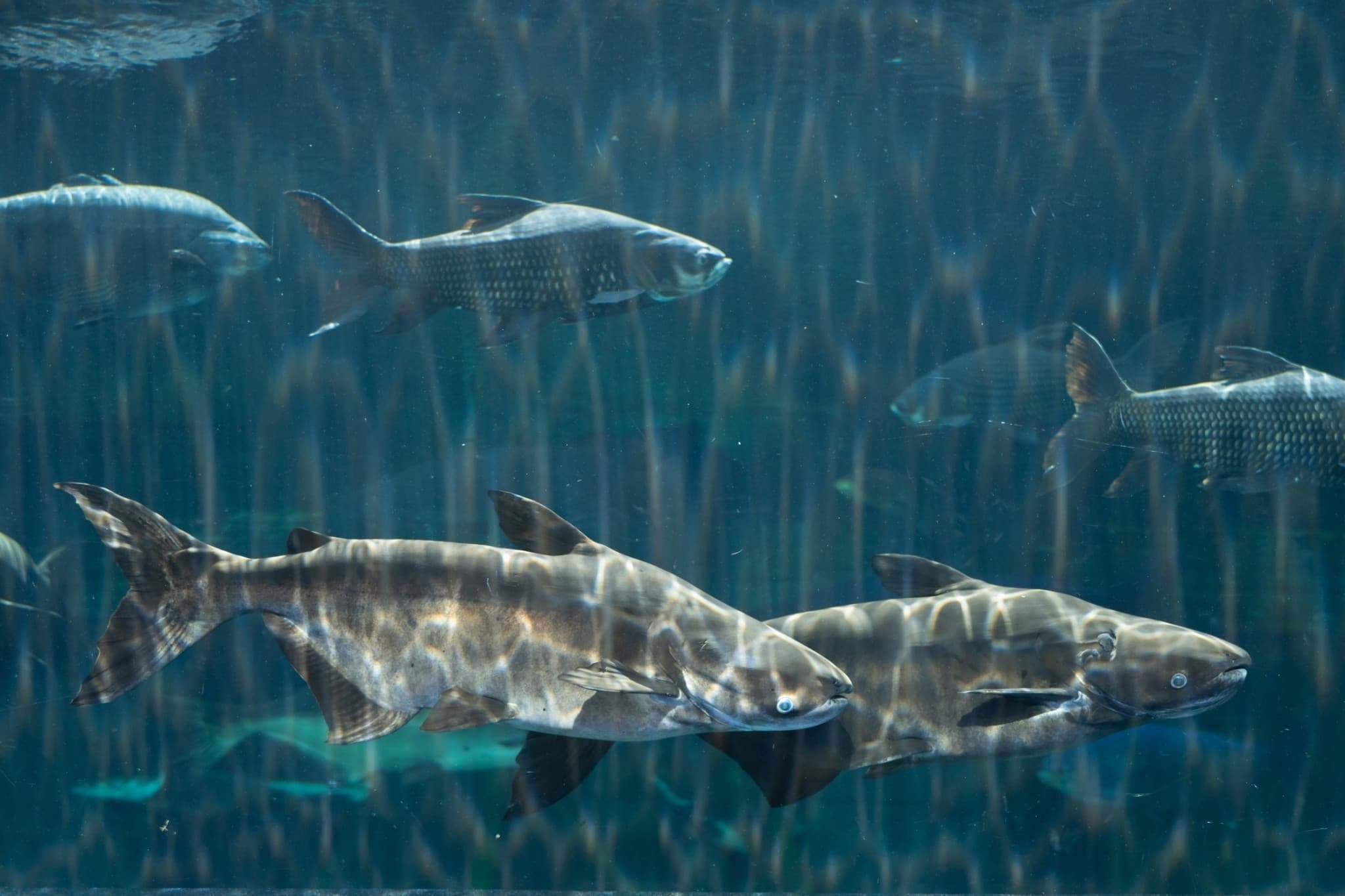 Aquaria Phuket - image 25