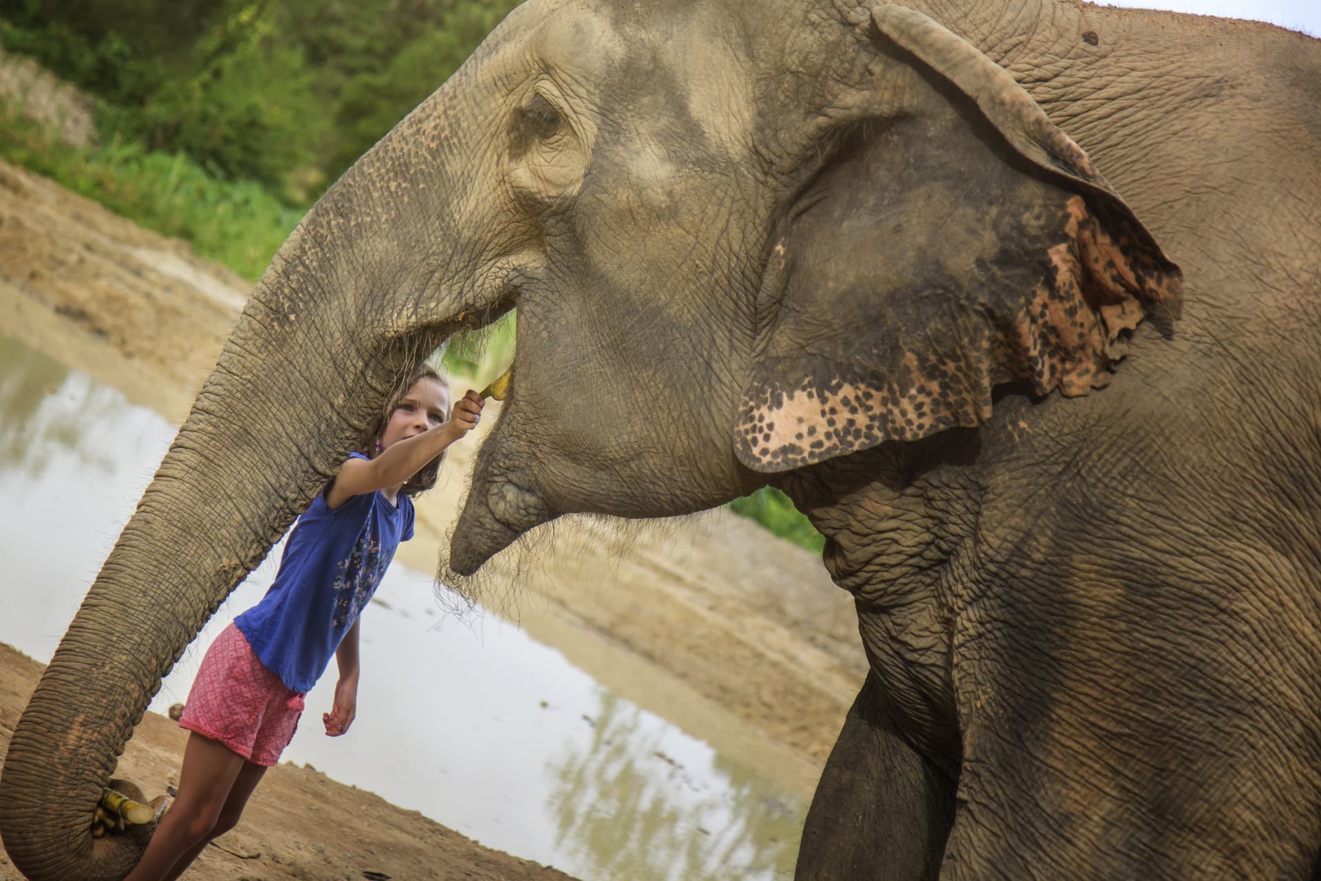 Elephant Jungle Sanctuary Pattaya - imagen 5