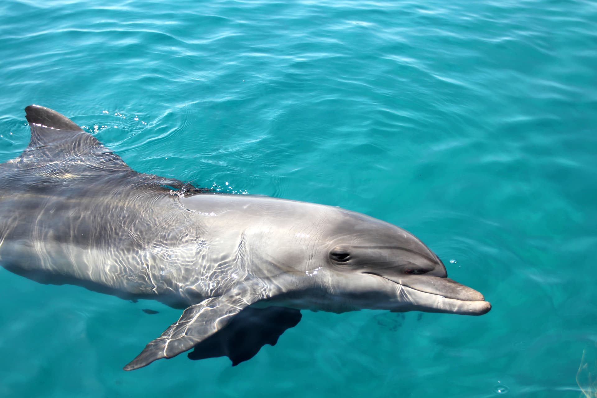 Tangalooma Wrecks & Dolphin Cruise Optional Round transfer from Brisbane City and Gold Coast - image 13