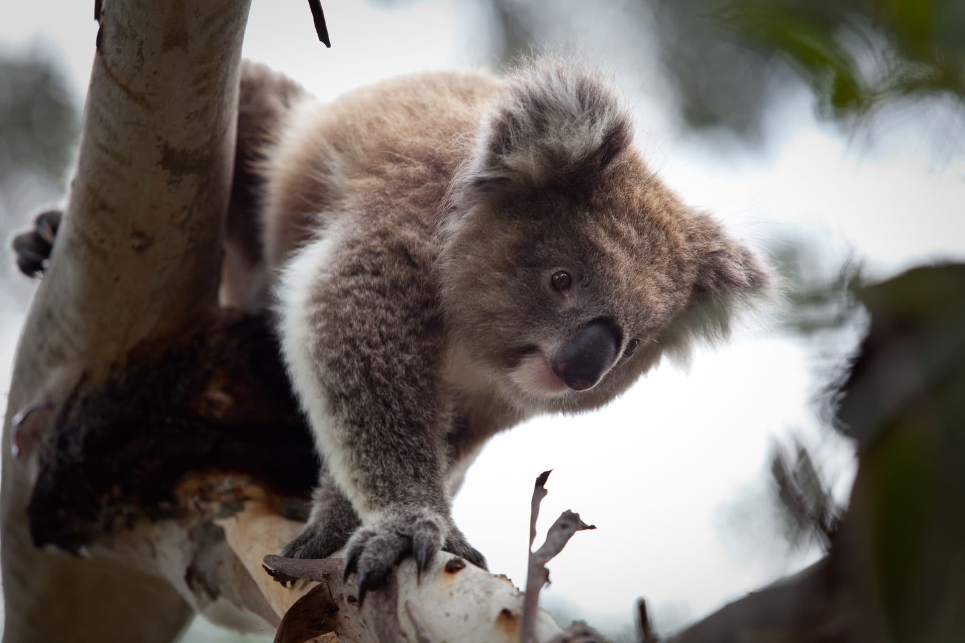 Phillip Island Nature Parks - Koala Conservation Reserve Ticket - image 2