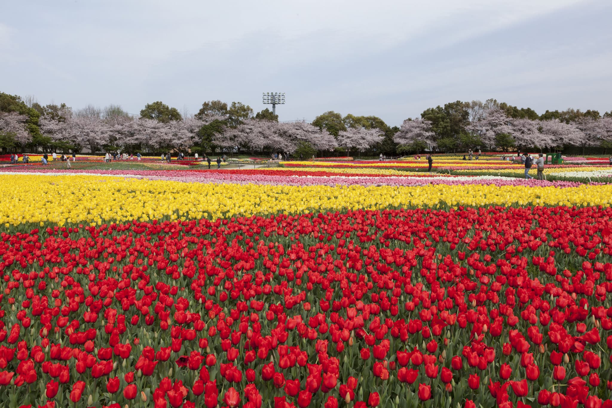 Kintetsu Rail Pass - image 5