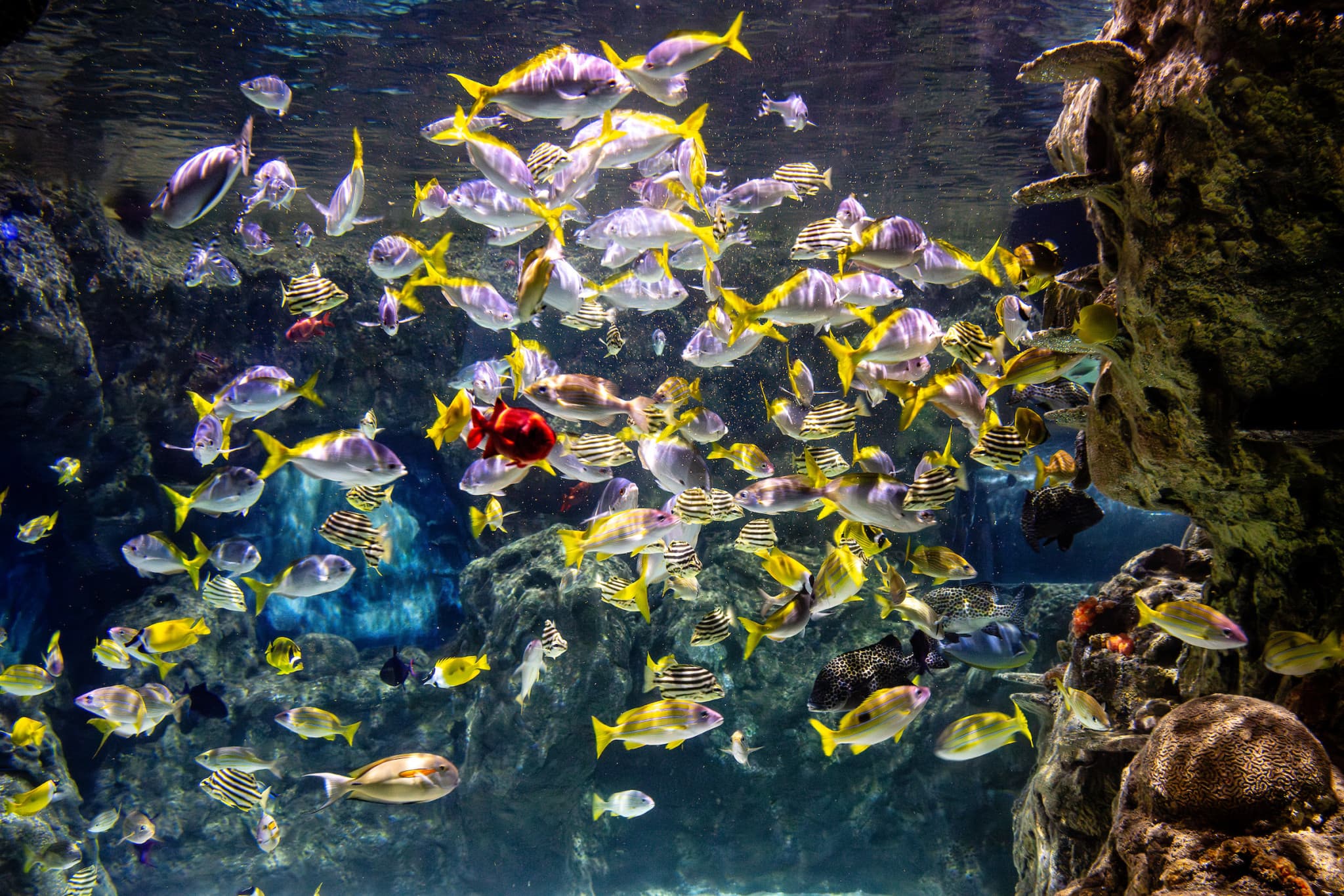 SEA LIFE Brighton Ticket - image 8