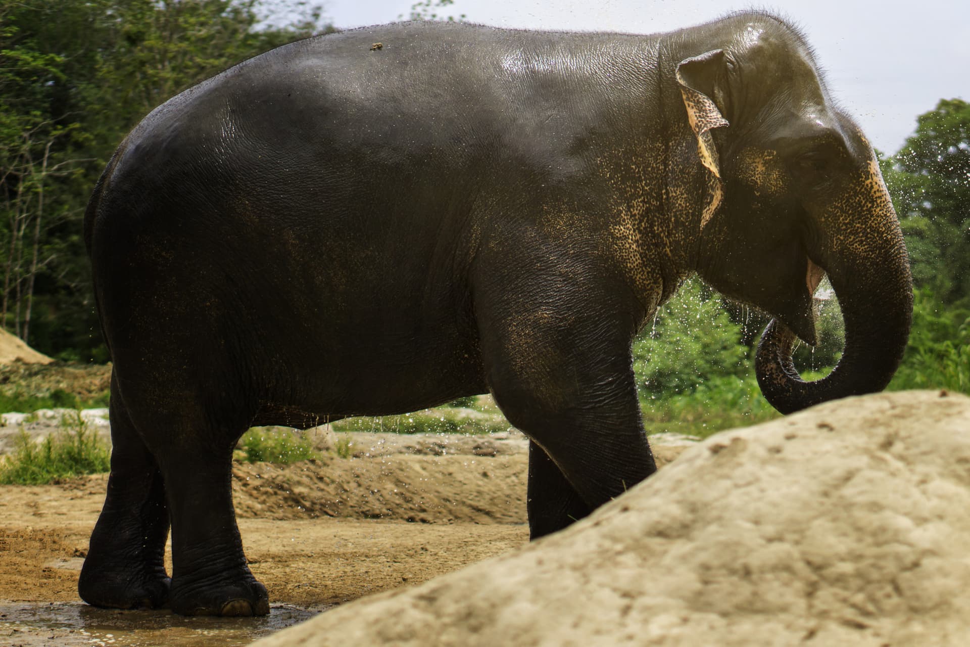 Elephant Jungle Sanctuary Pattaya - imagen 6
