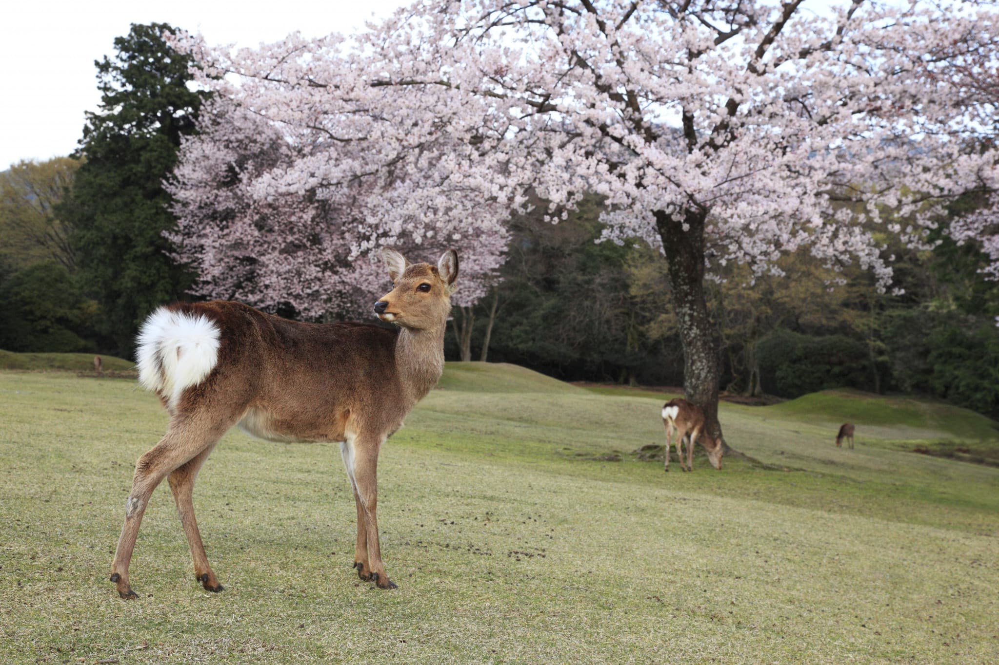 Kintetsu Rail Pass - image 3