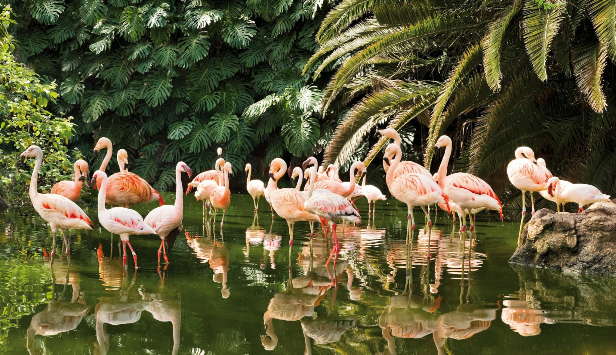 Loro Parque Ticket - image 9