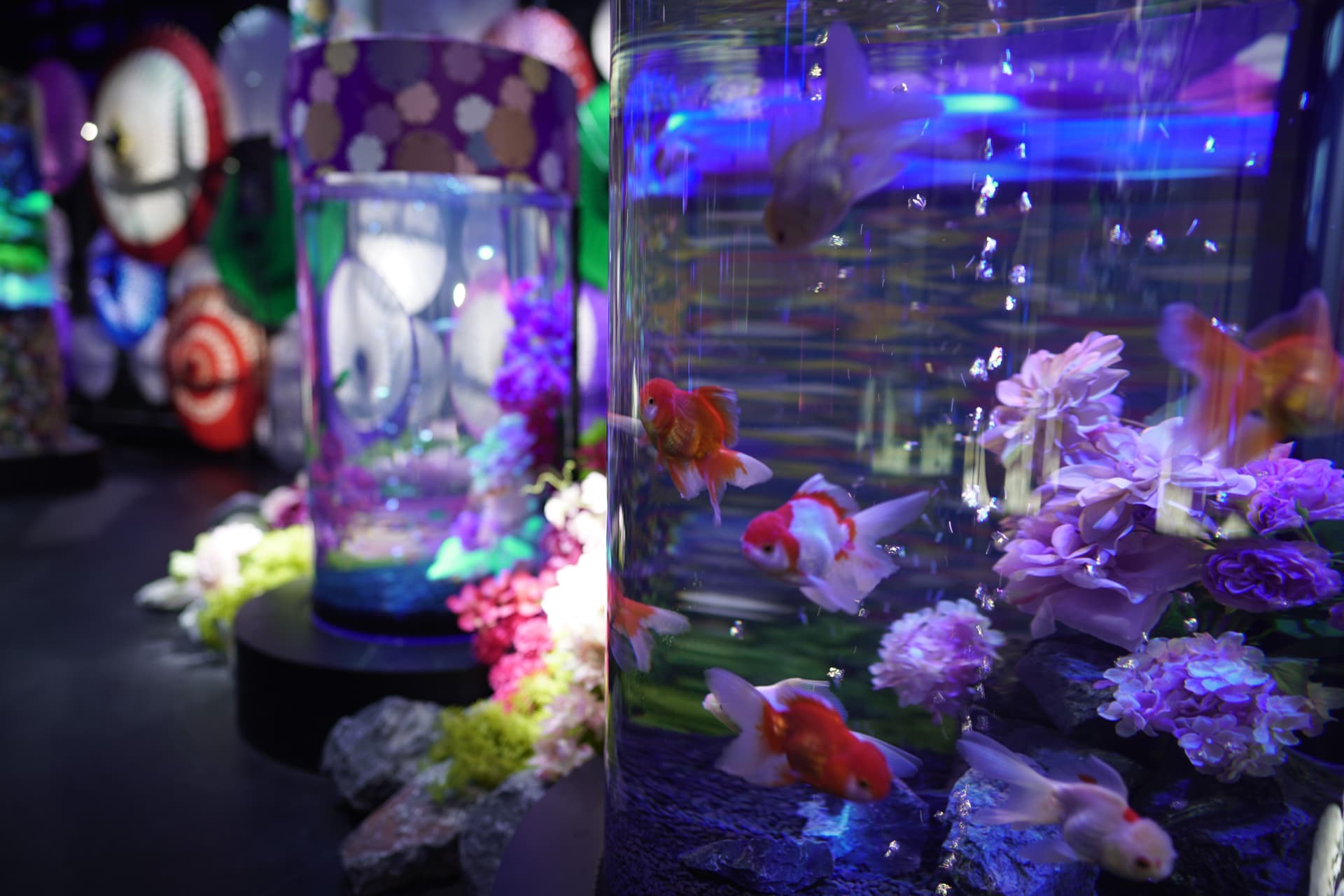 UWS Aquarium Gakyo Ticket - image 11