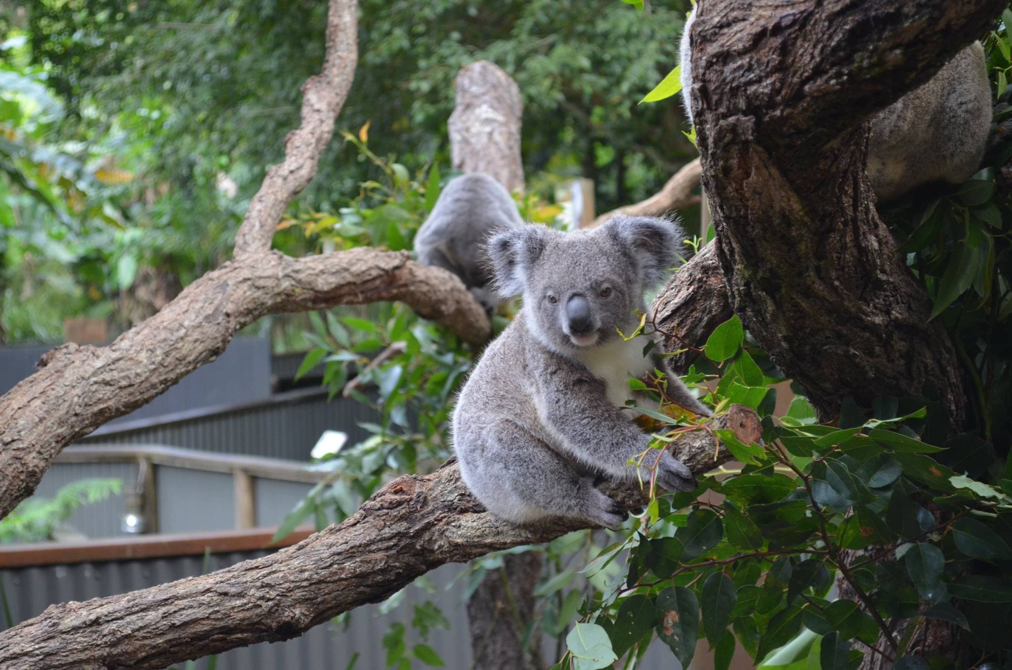 Kuranda Koala Gardens - image 3