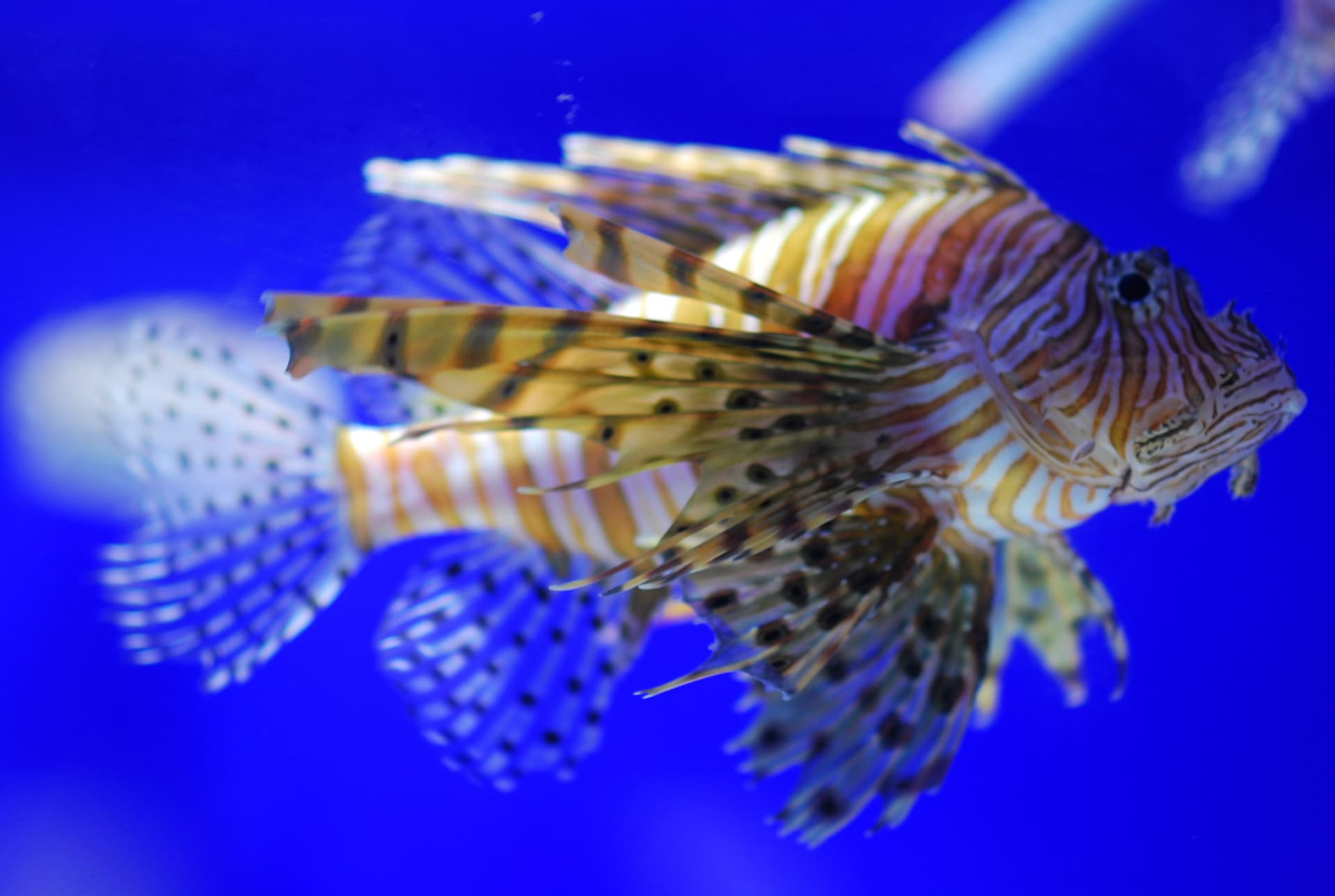 SEA LIFE COEX, Seoul Aquarium Ticket - 이미지 13