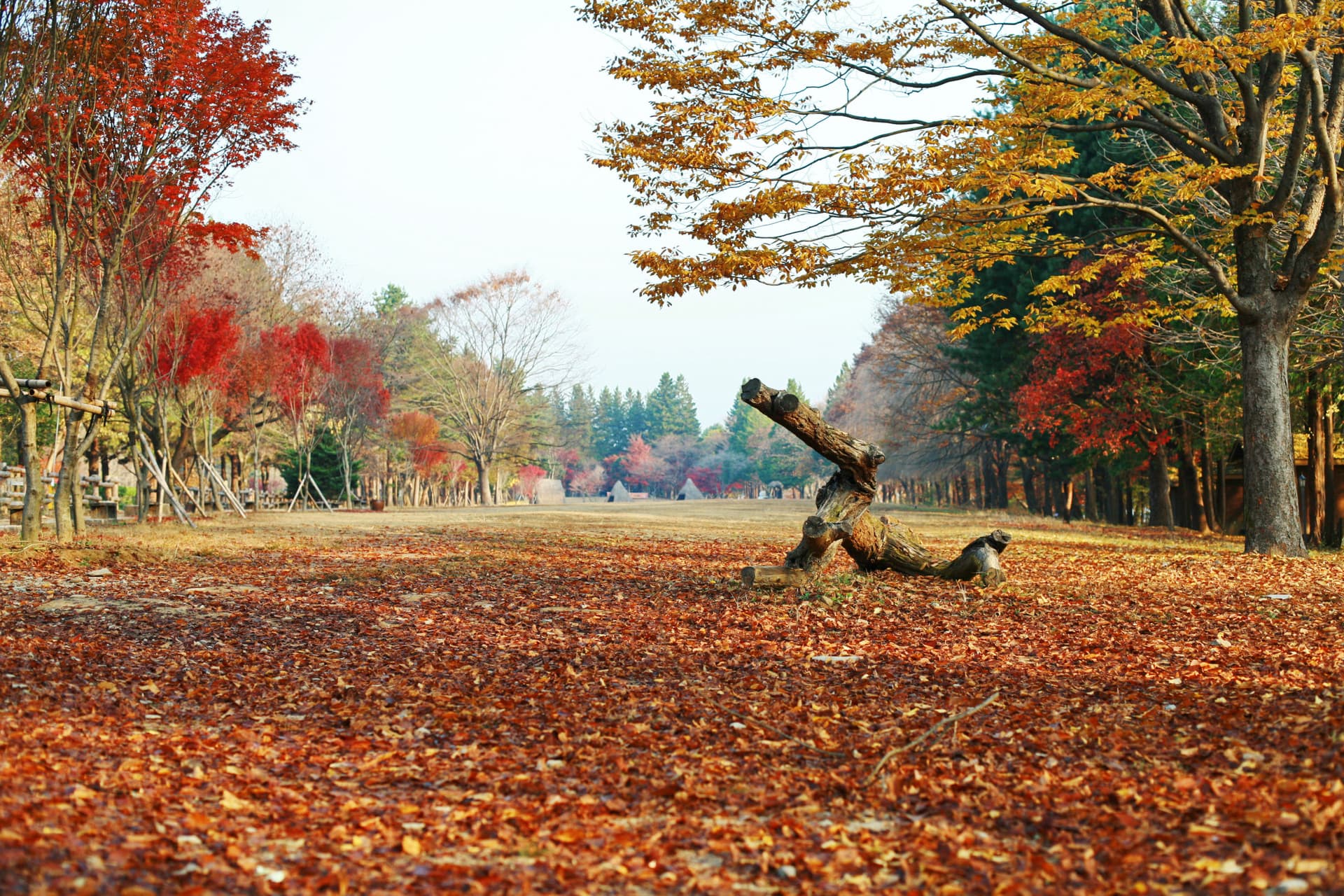 Nami Island Shuttle Bus Transfers from Seoul - image 3
