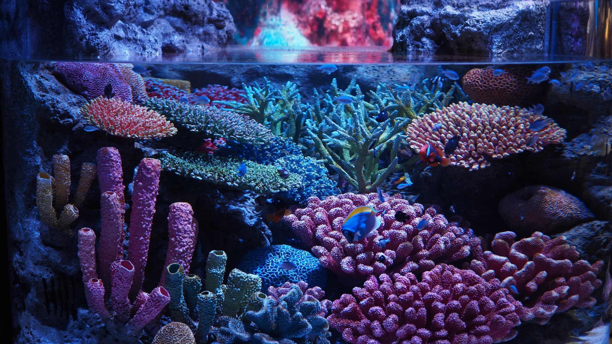COMBO: SEA LIFE Bangkok Ocean World + Madame Tussauds Bangkok Tickets - image 8