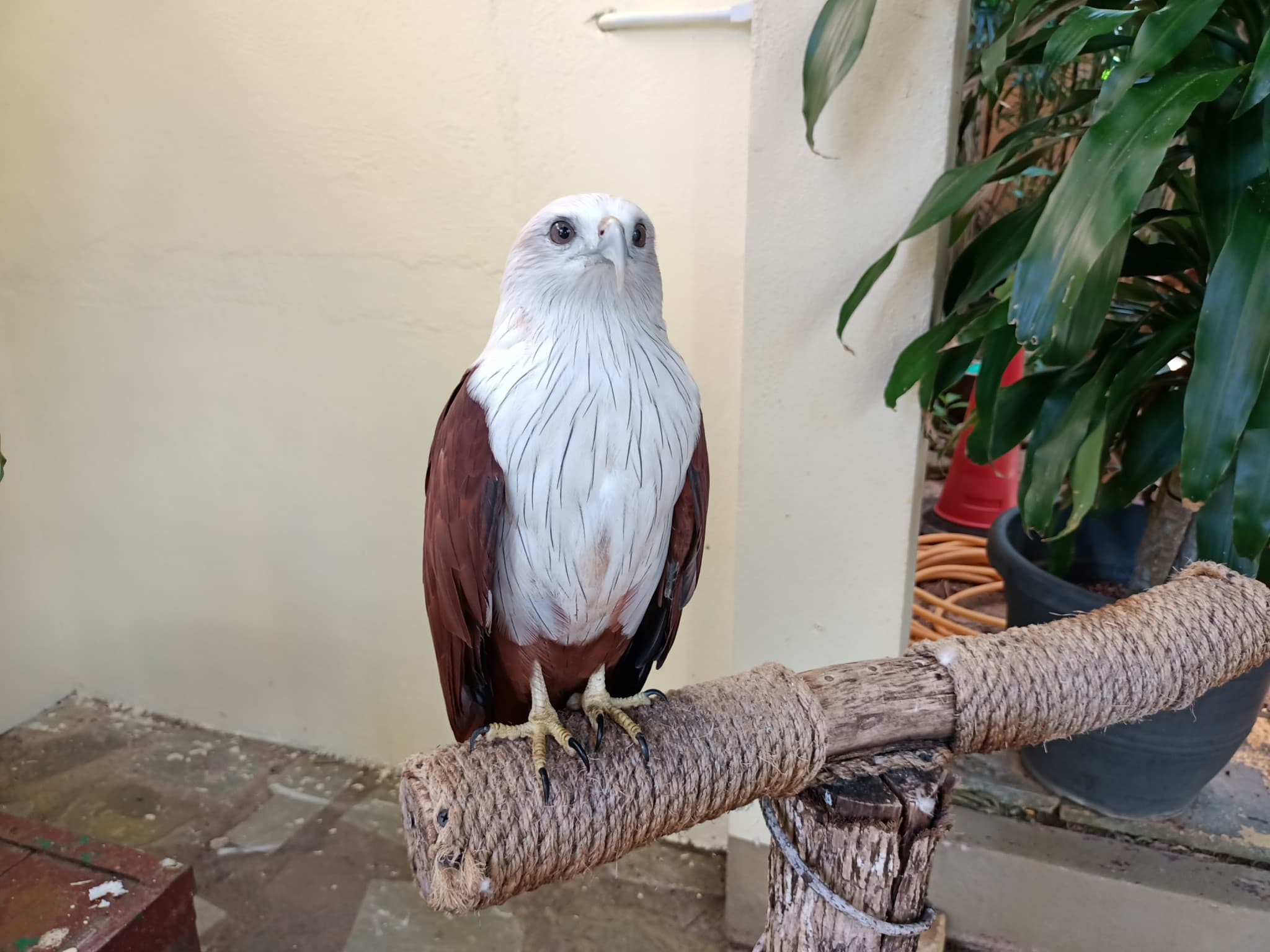 Langkawi Wildlife Park - image 8