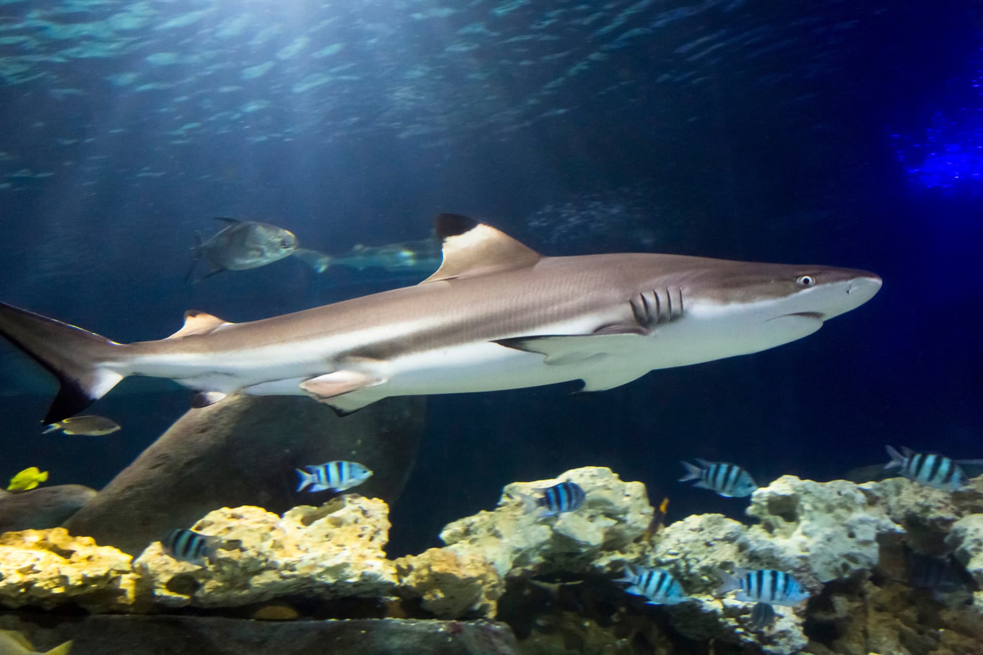 SEA LIFE Hannover Aquarium Ticket - image 4