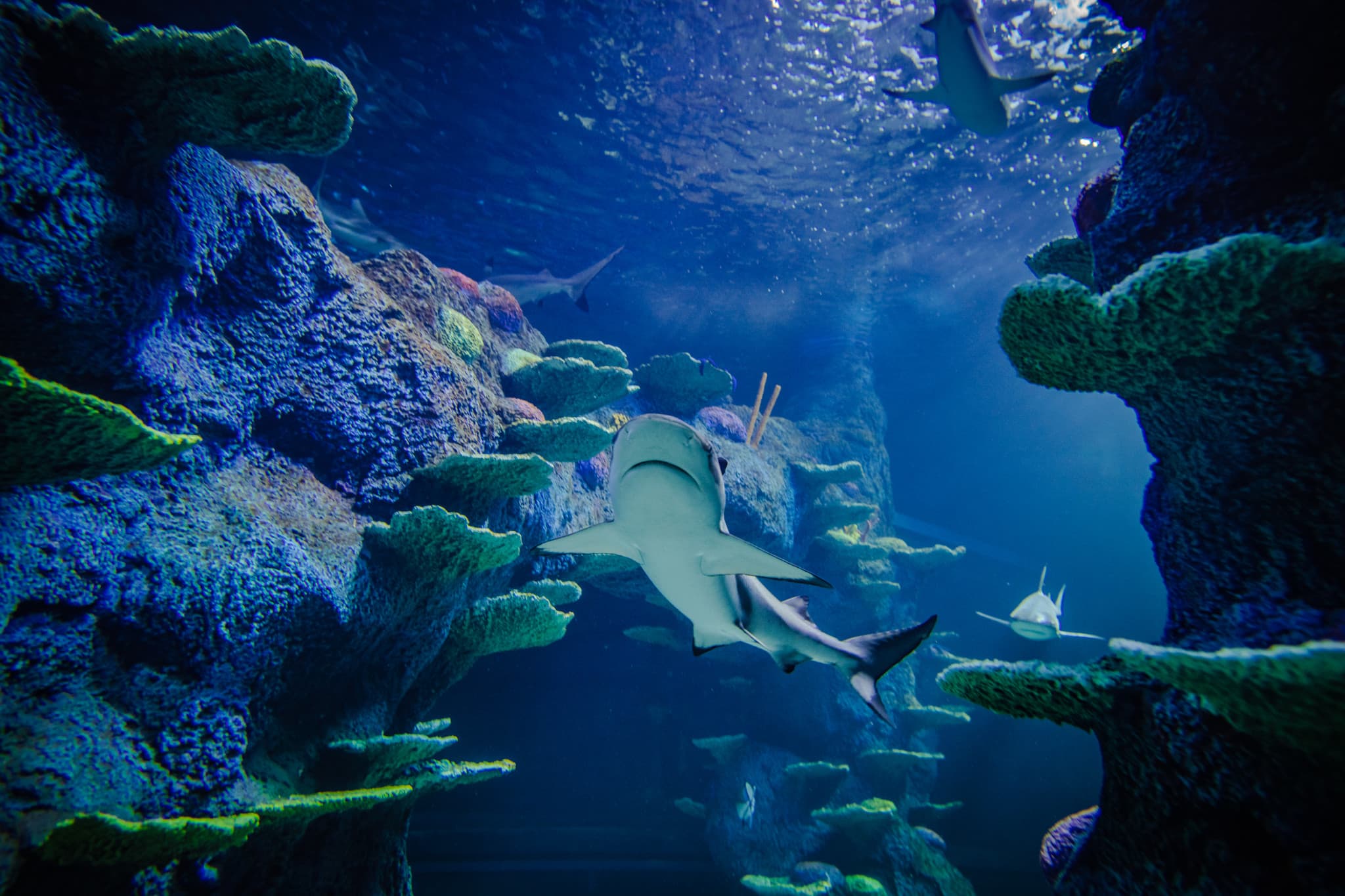Go City Sydney All-Inclusive Pass: Save up to 50% on Attractions - image 4
