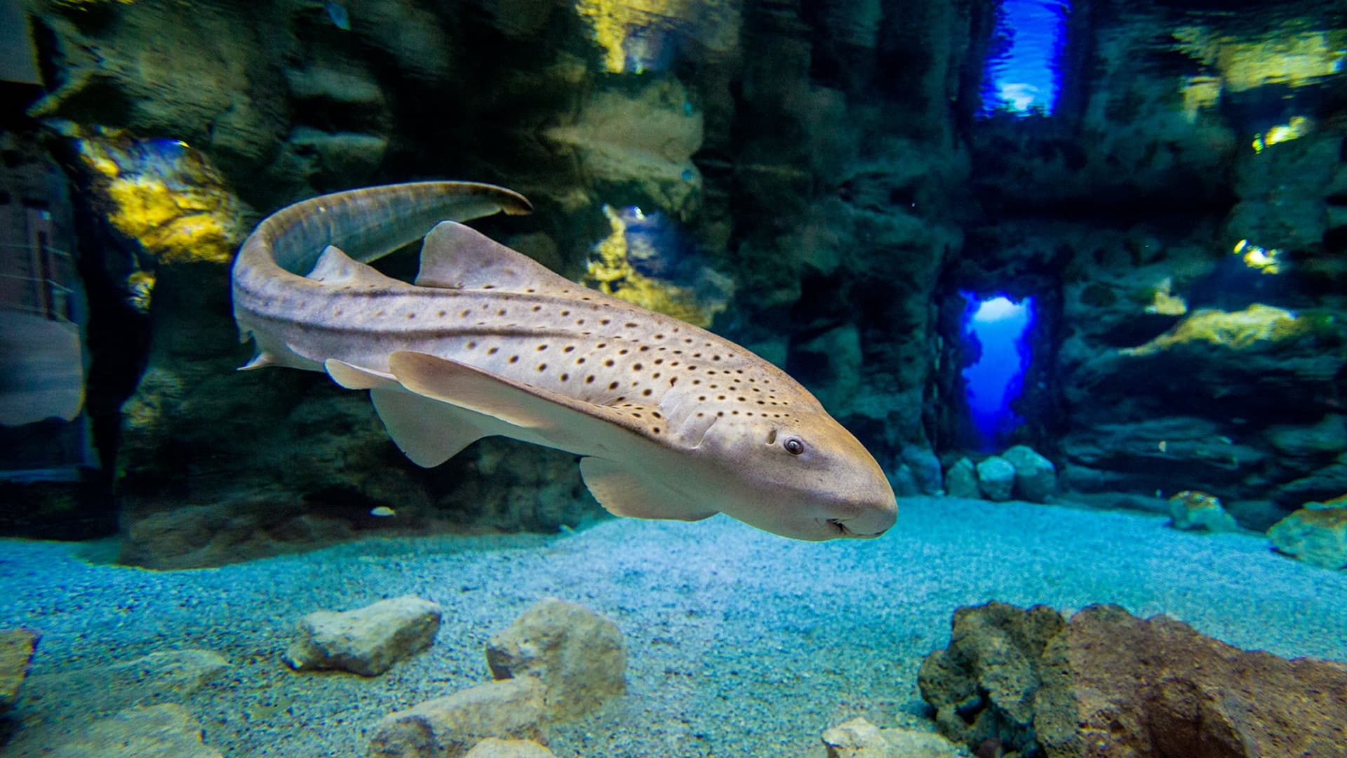 Poema del Mar - Acuario Gran Canaria: Entrada sin filas - imagen 5