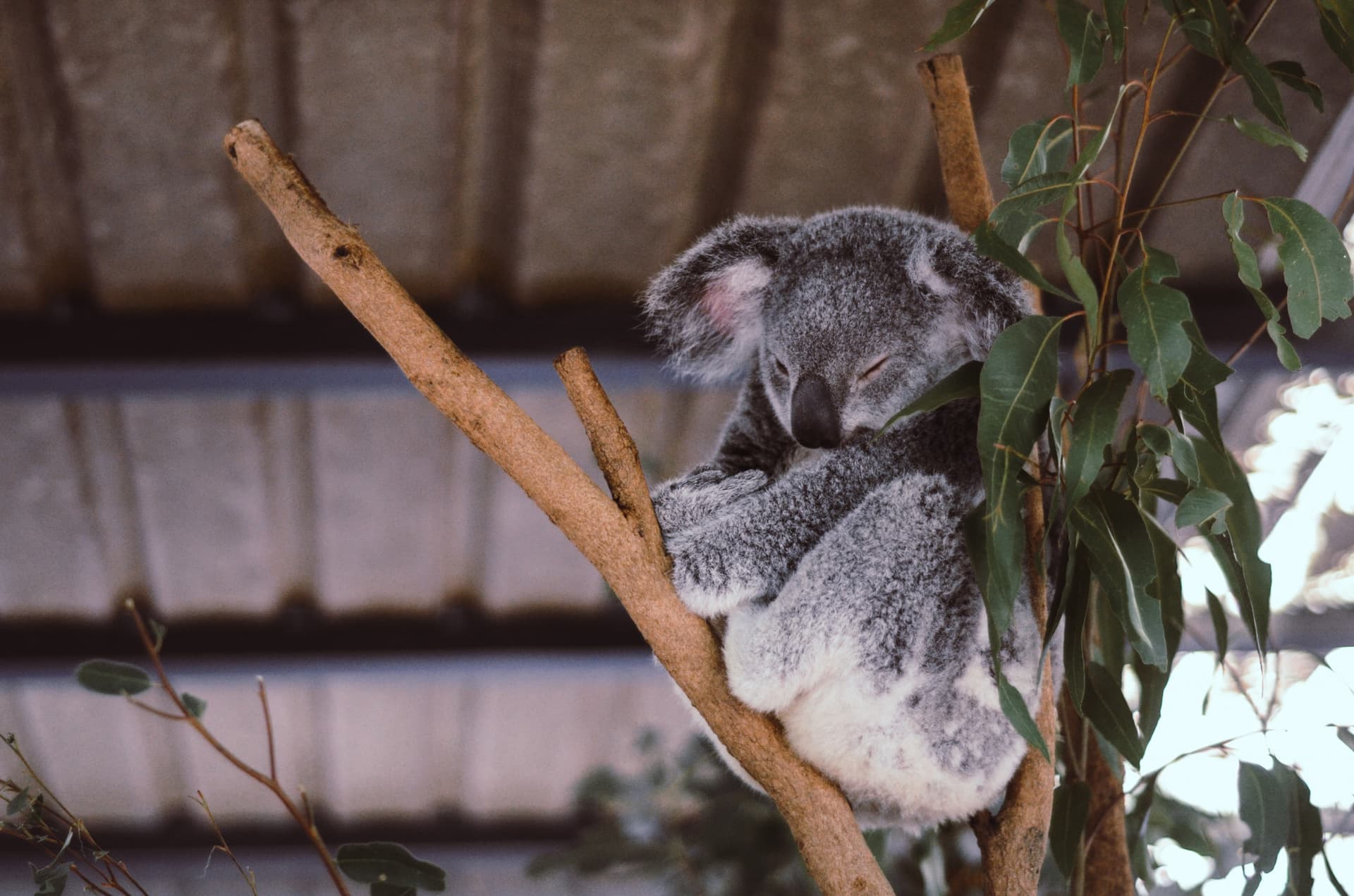 Lone Pine Koala Sanctuary Entry Ticket with Cruise from Brisbane City - image 7
