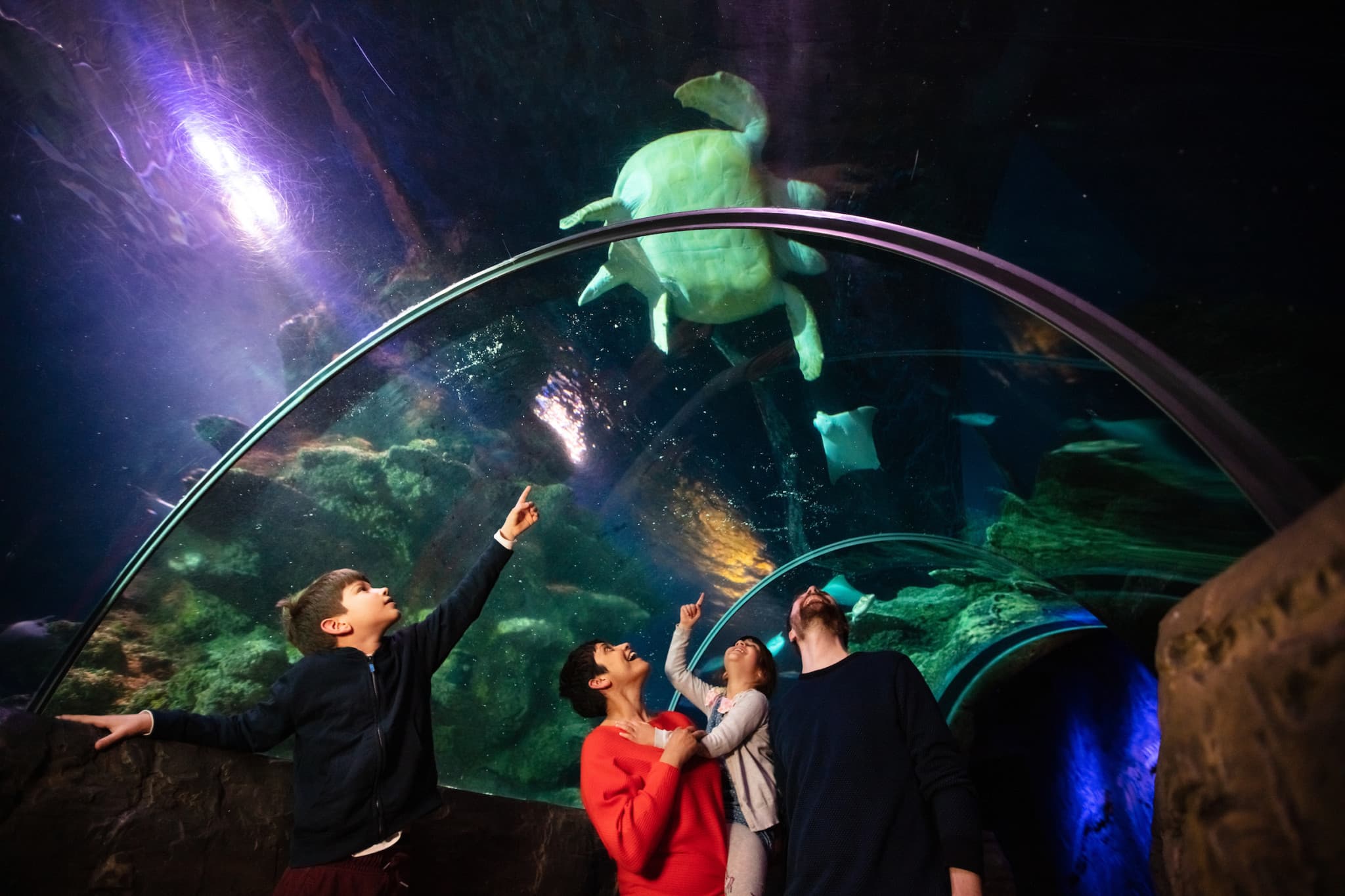 COMBO: SEA LIFE London Aquarium Ticket + London Hop-on Hop-off Bus Tour - main image