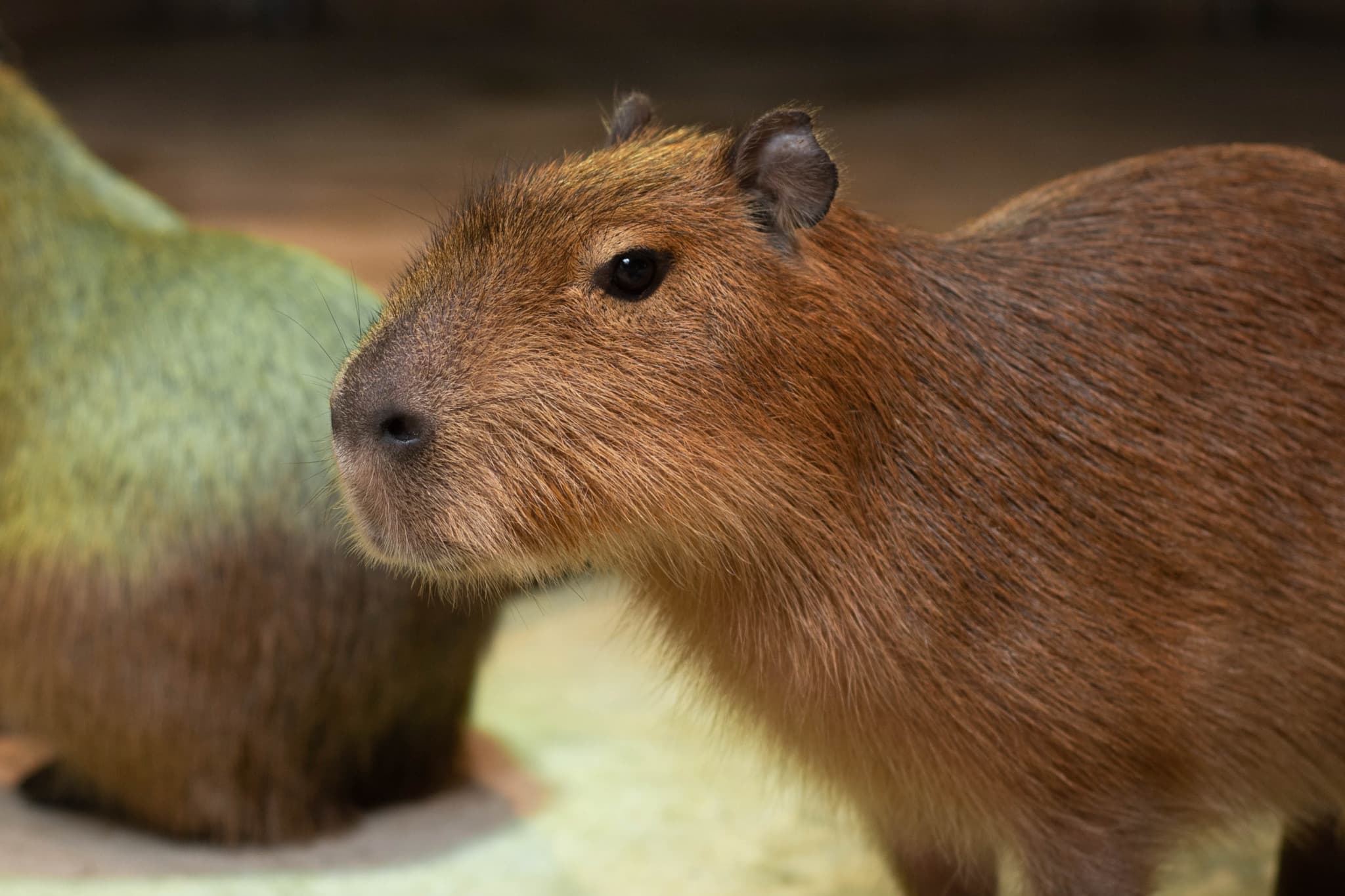 Just Farm Indoor Zoo Kuala Lumpur  (Previously Known As Just Pets Megastore) - image 9