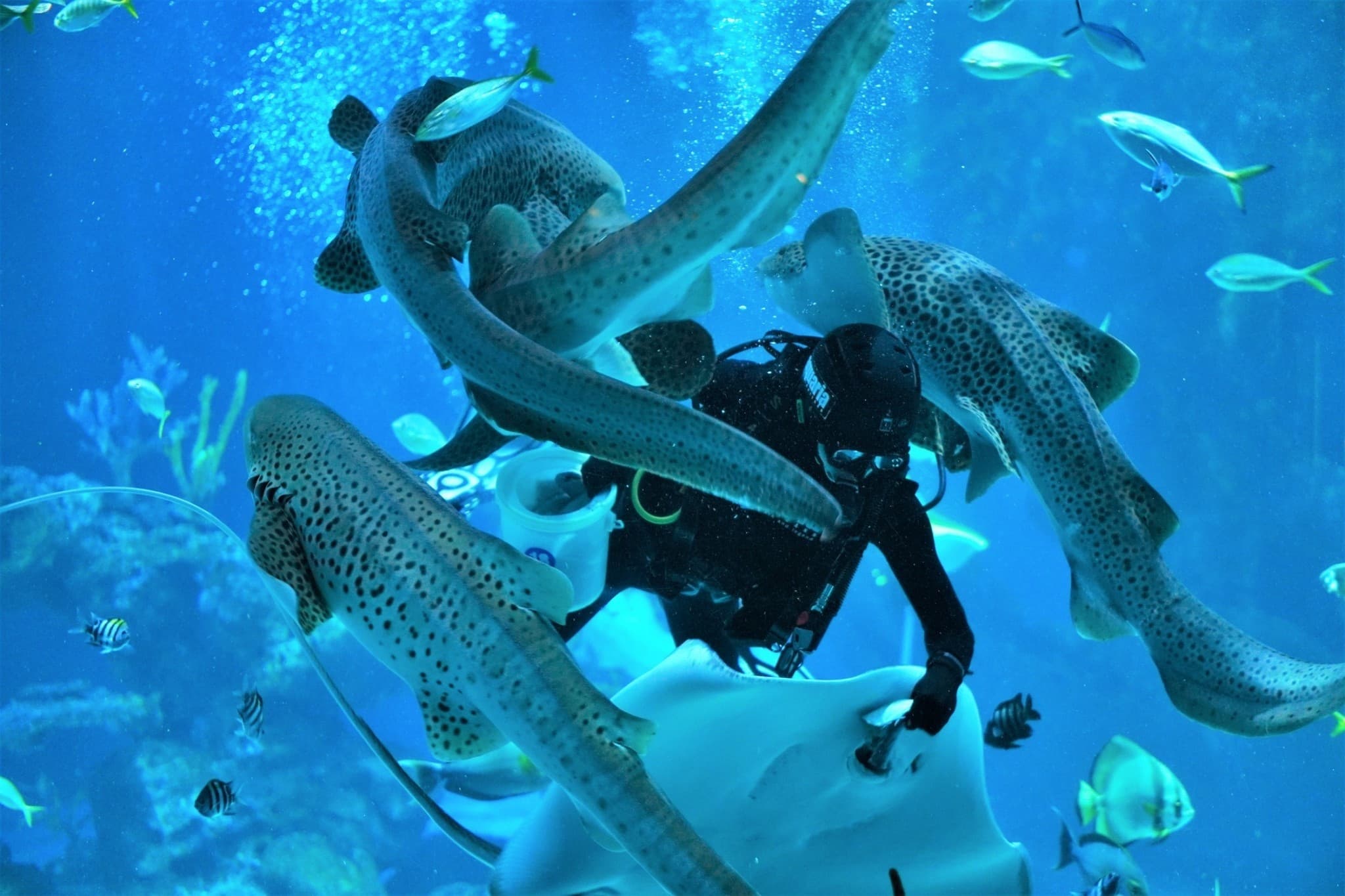 Aquaria Phuket - image 19