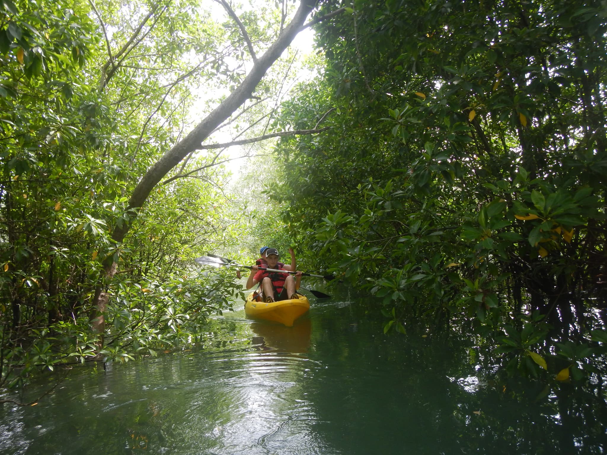 Pulau Ubin Kayaking - image 4