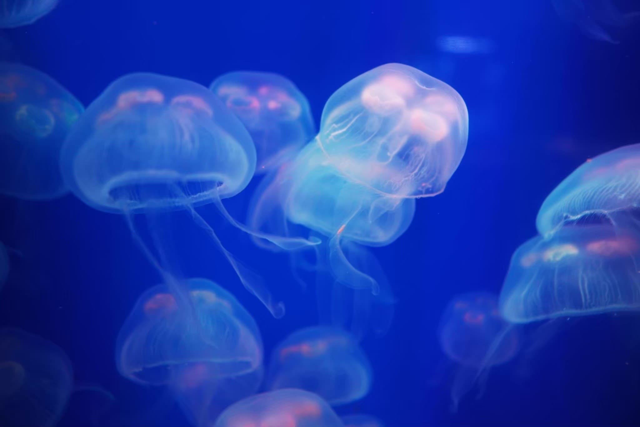 Aquaria Phuket - image 30
