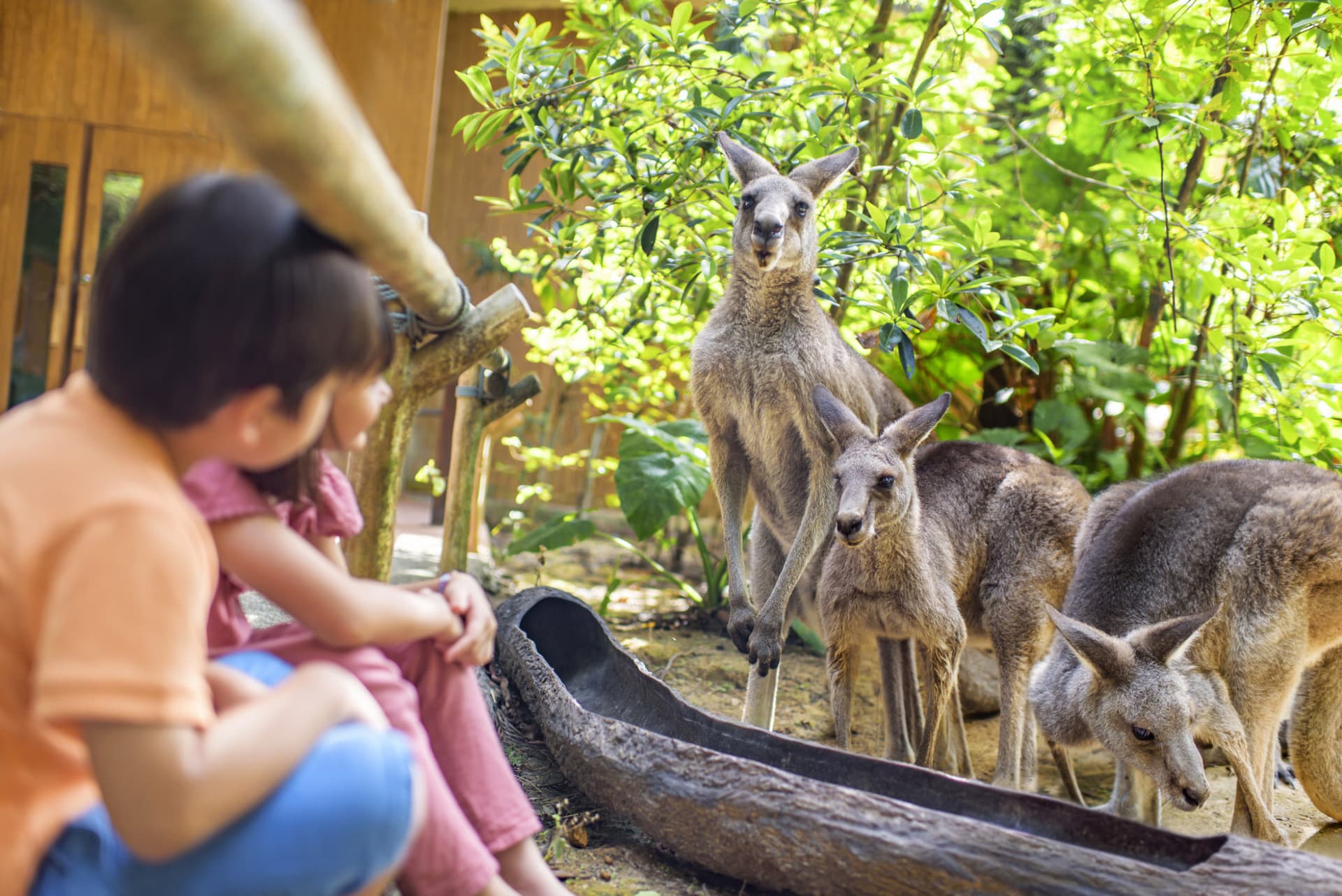 Entrada para el Singapore Zoo - imagen 14