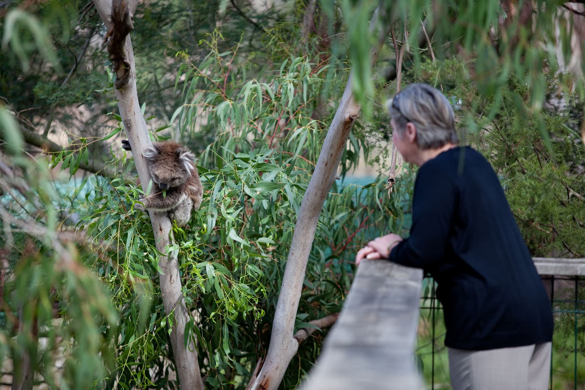 Phillip Island Nature Parks - Koala Conservation Reserve Ticket - image 3