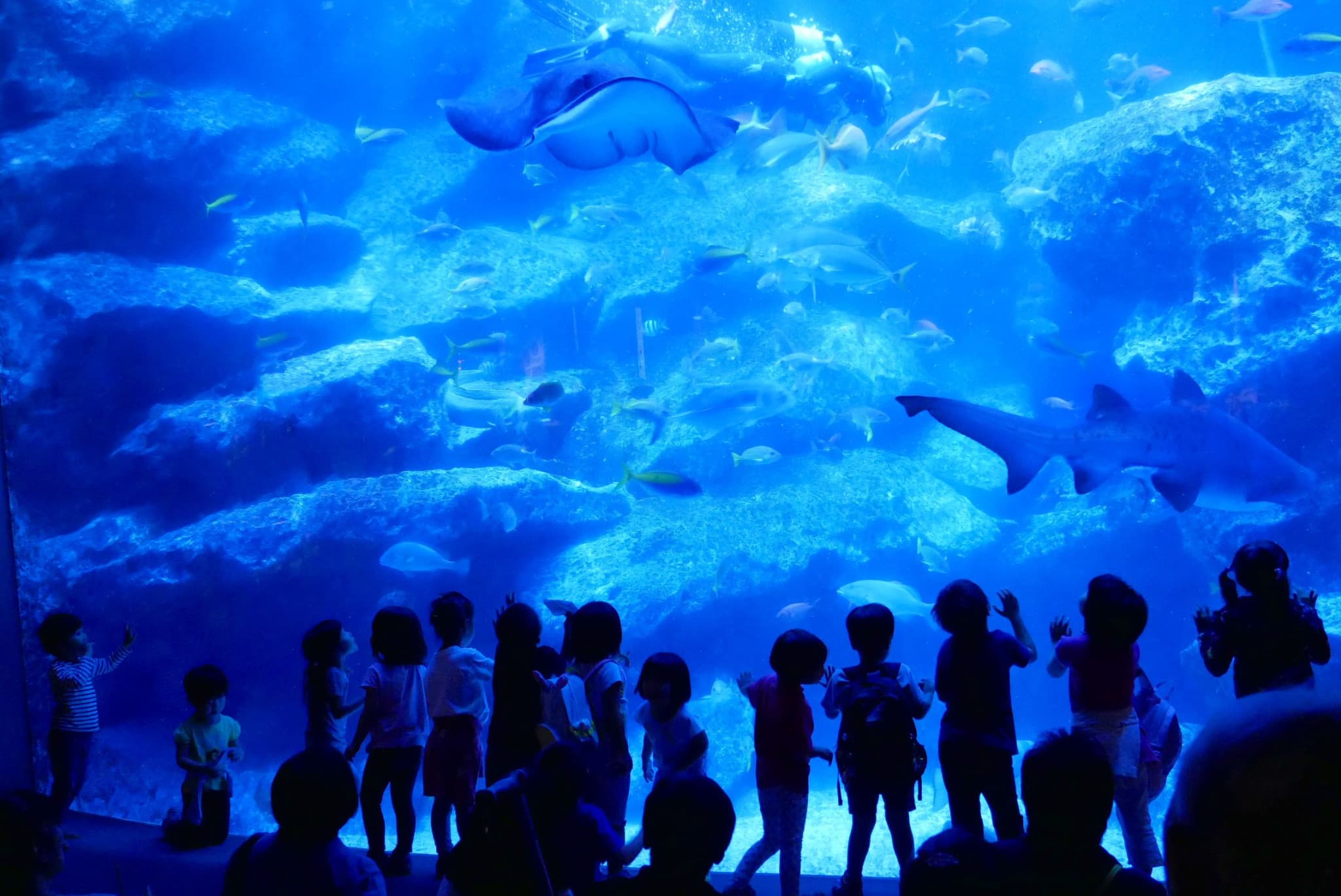 Sumida Aquarium Ticket - image 8