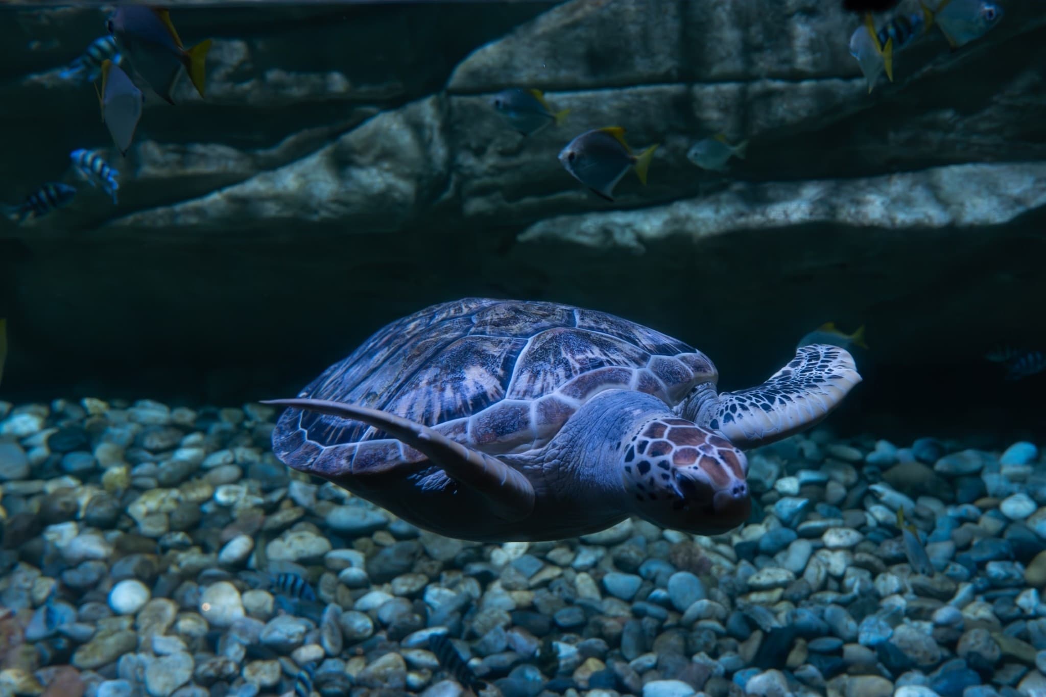 Aquaria Phuket - image 26