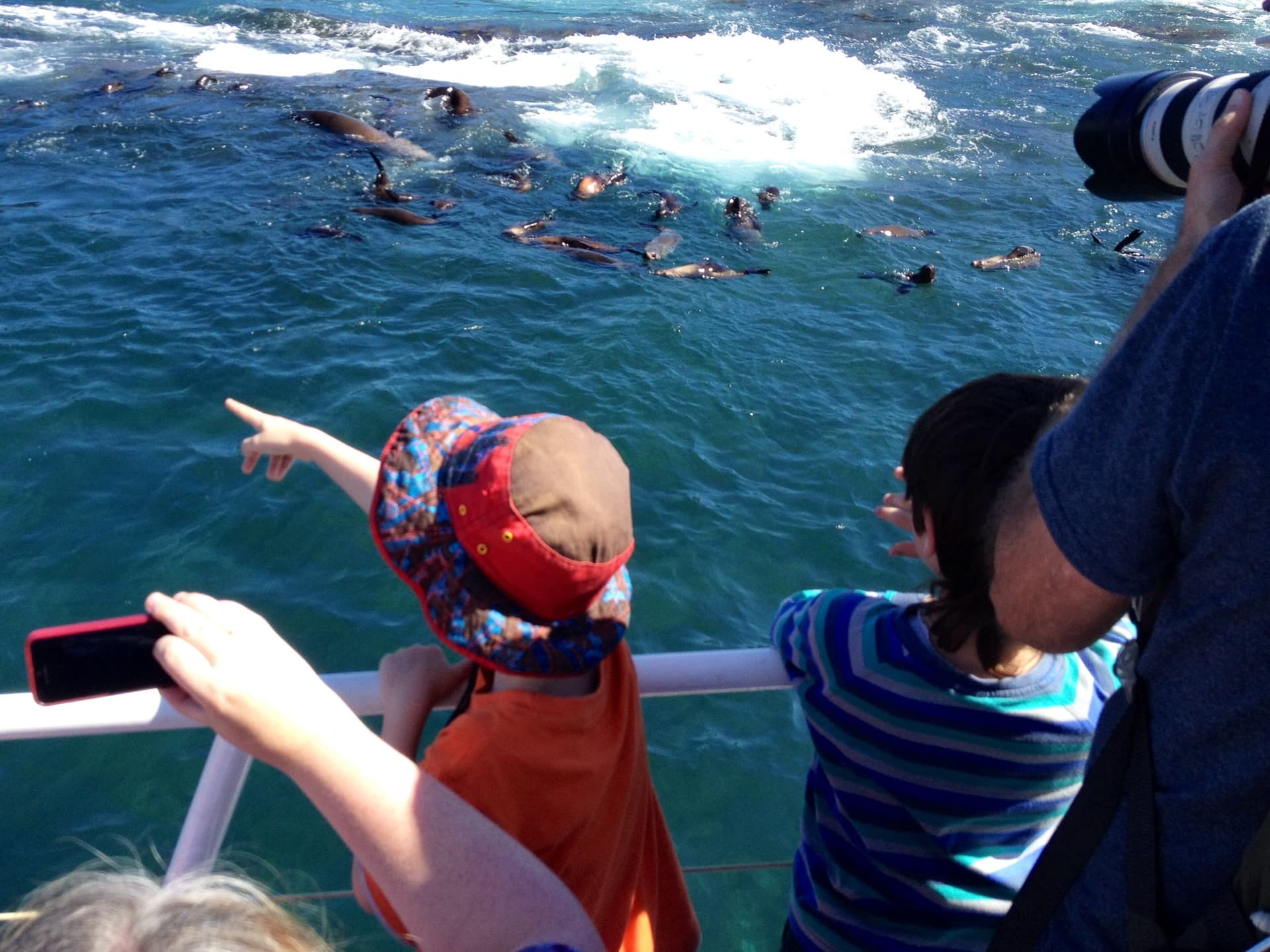 Phillip Island Seal Watching Cruise - image 5