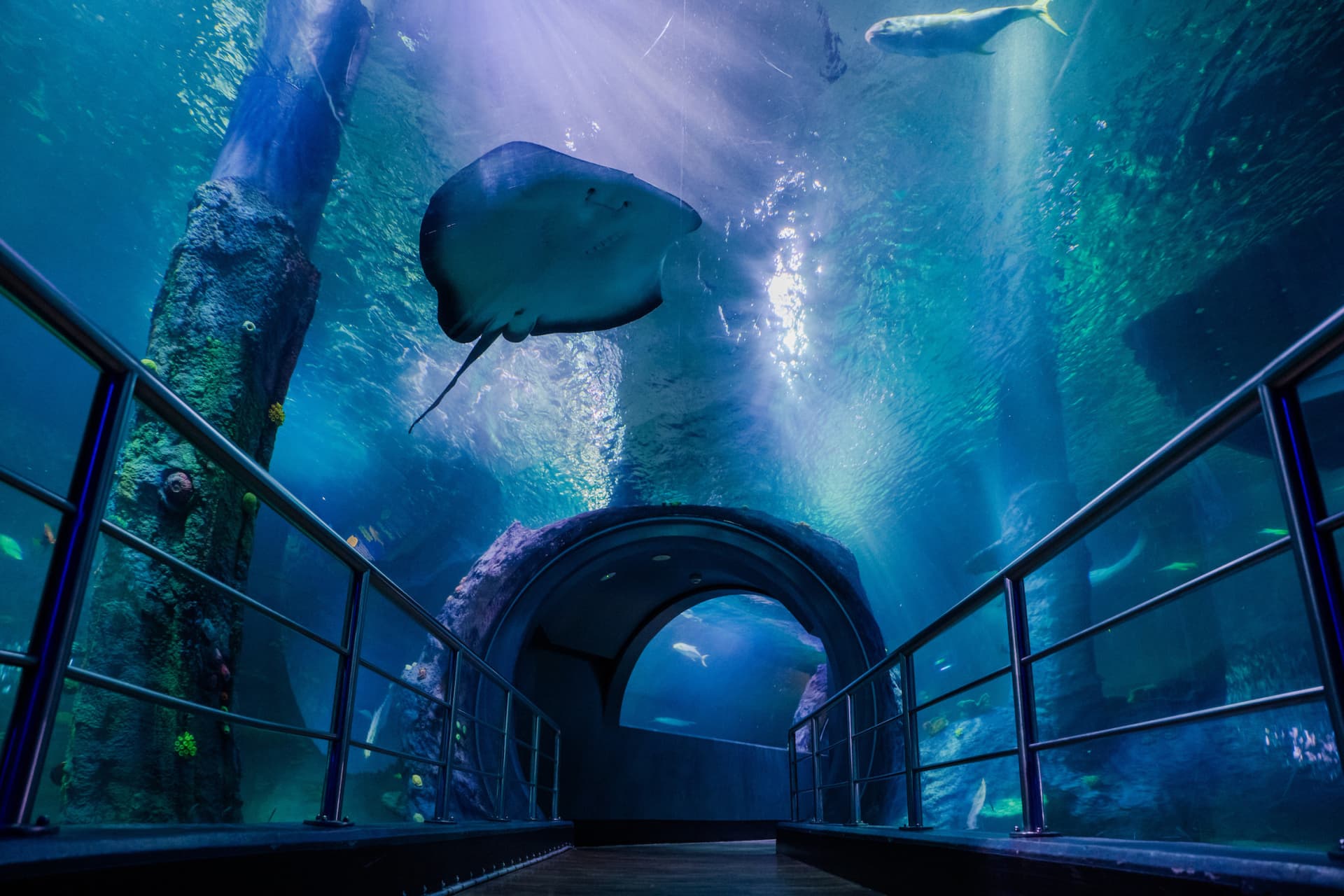 COMBO: Melbourne Skydeck + SEA LIFE Melbourne Aquarium Tickets - image 7