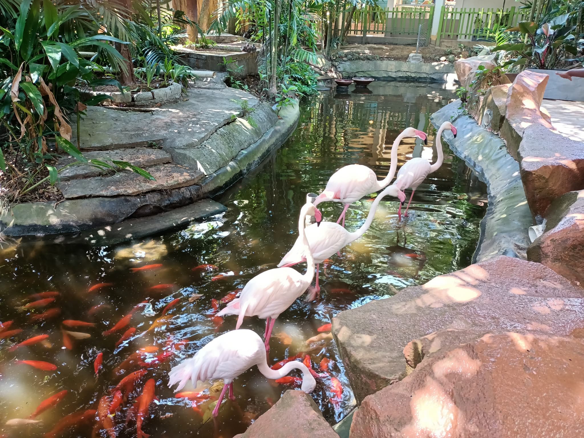 Langkawi Wildlife Park - image 9