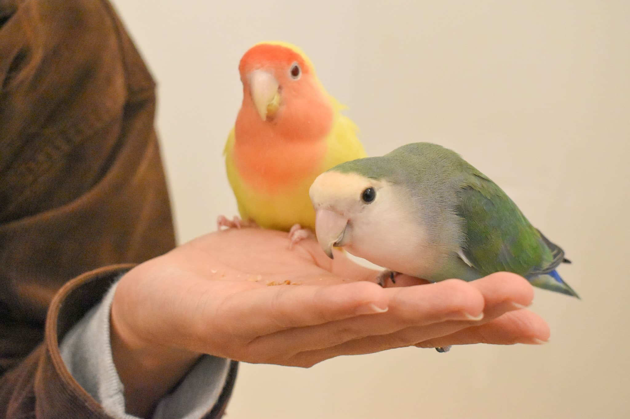 Moff Animal Cafe Lalaport Fukuoka Ticket - image 2