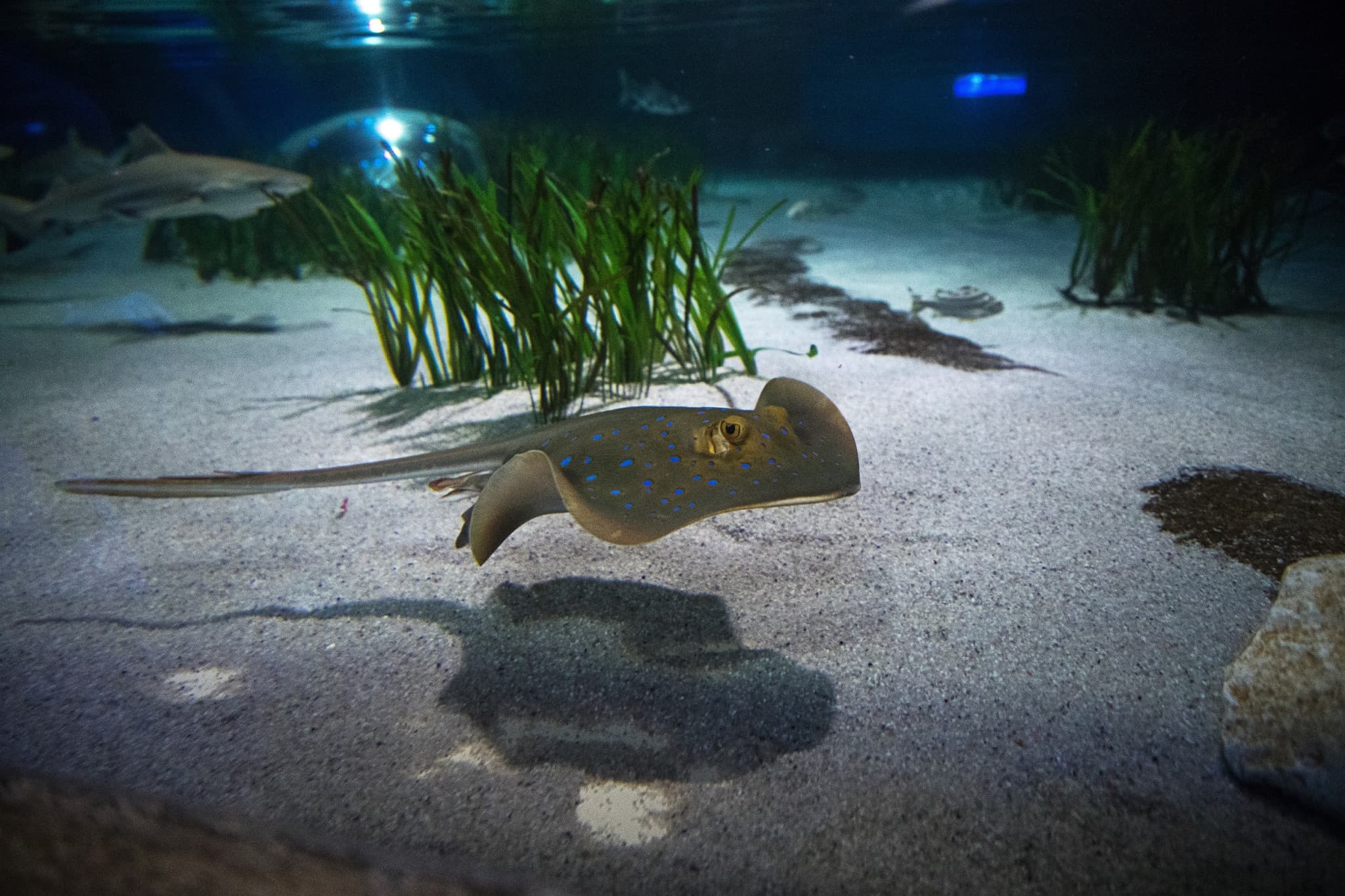 SEA LIFE Oberhausen Aquarium Ticket - image 11