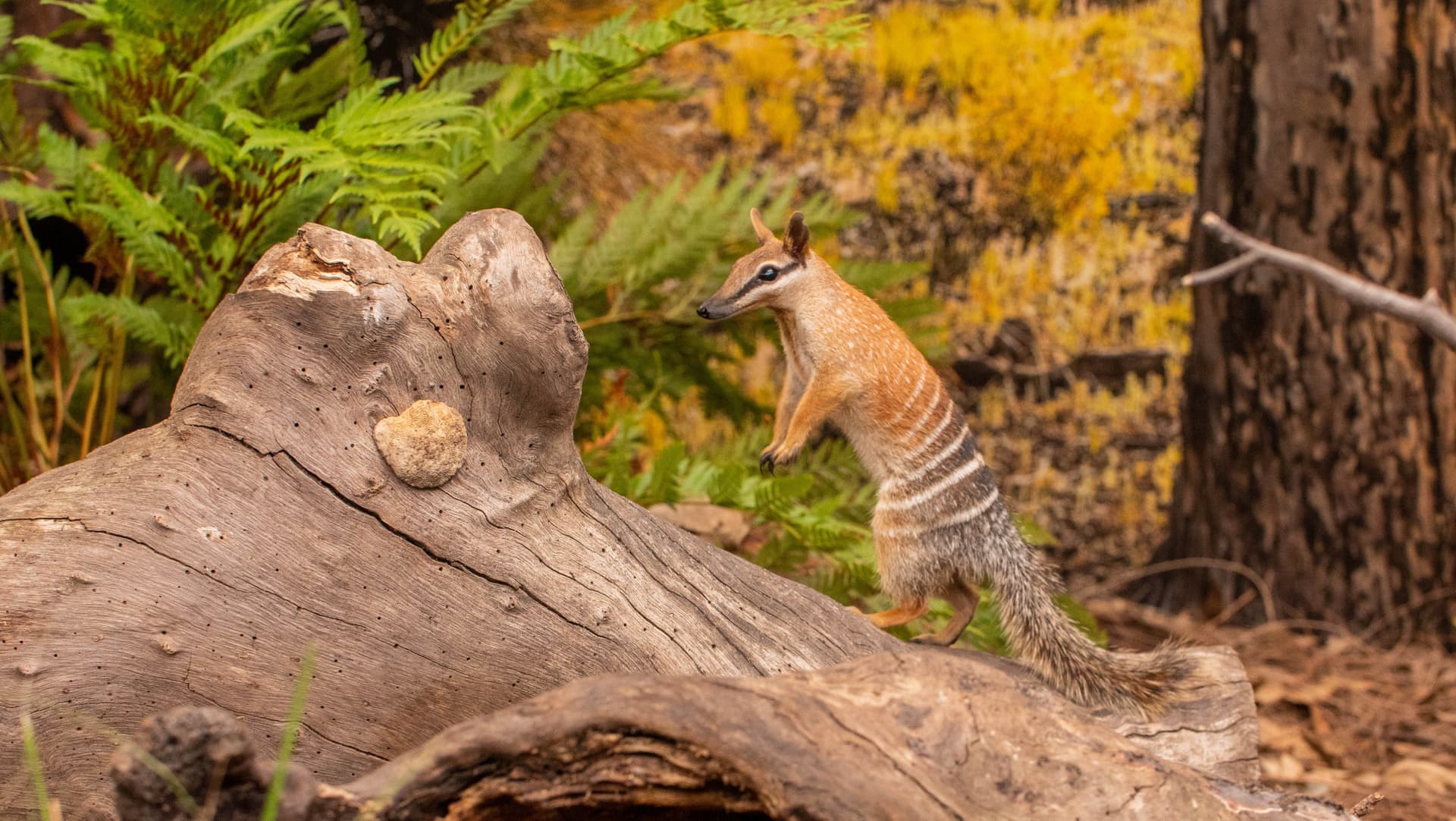 WILD LIFE Sydney Zoo Direct Entry Ticket - image 8