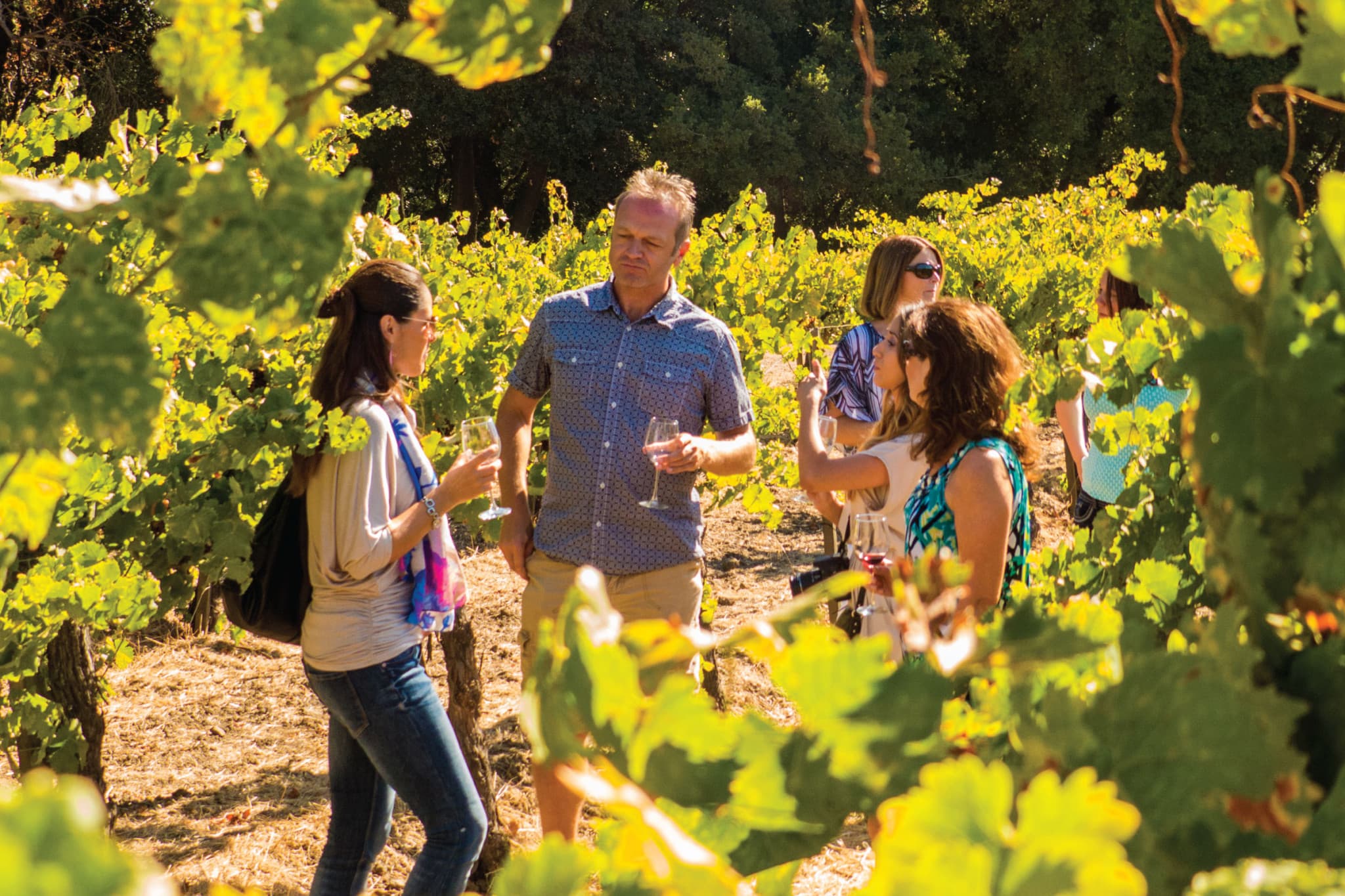 San Francisco Full-Day Wine Country Tour - image 2