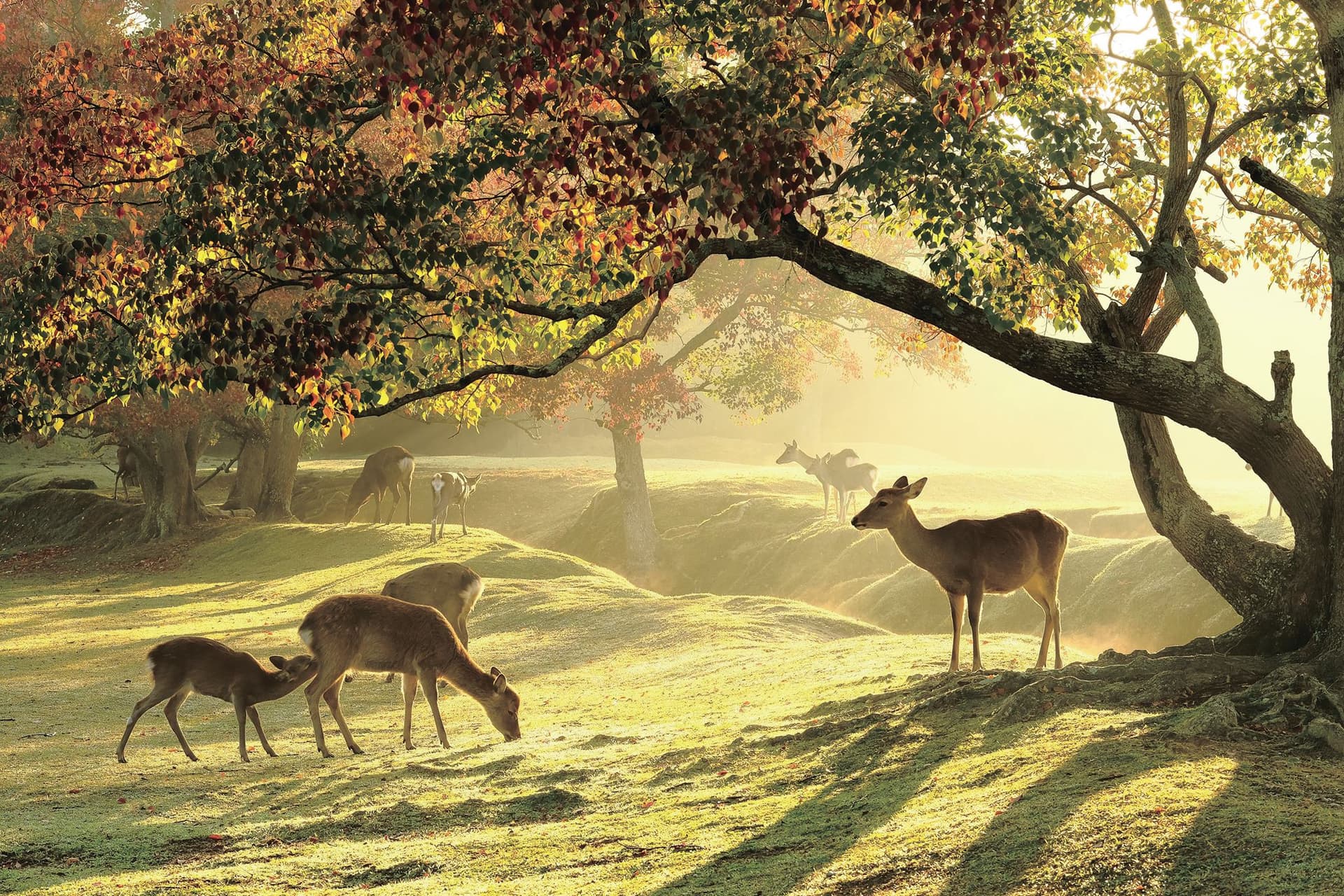 Kyoto and Nara Full-Day Tour from Kyoto - image 5